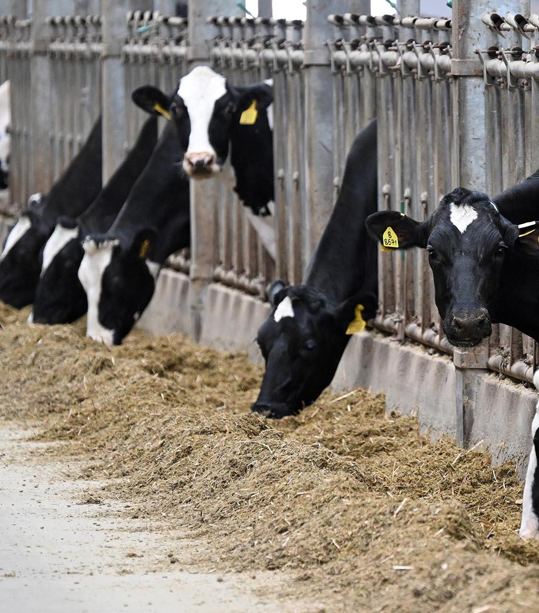 В&nbsp;Воронежской области откроют российско-китайское предприятие