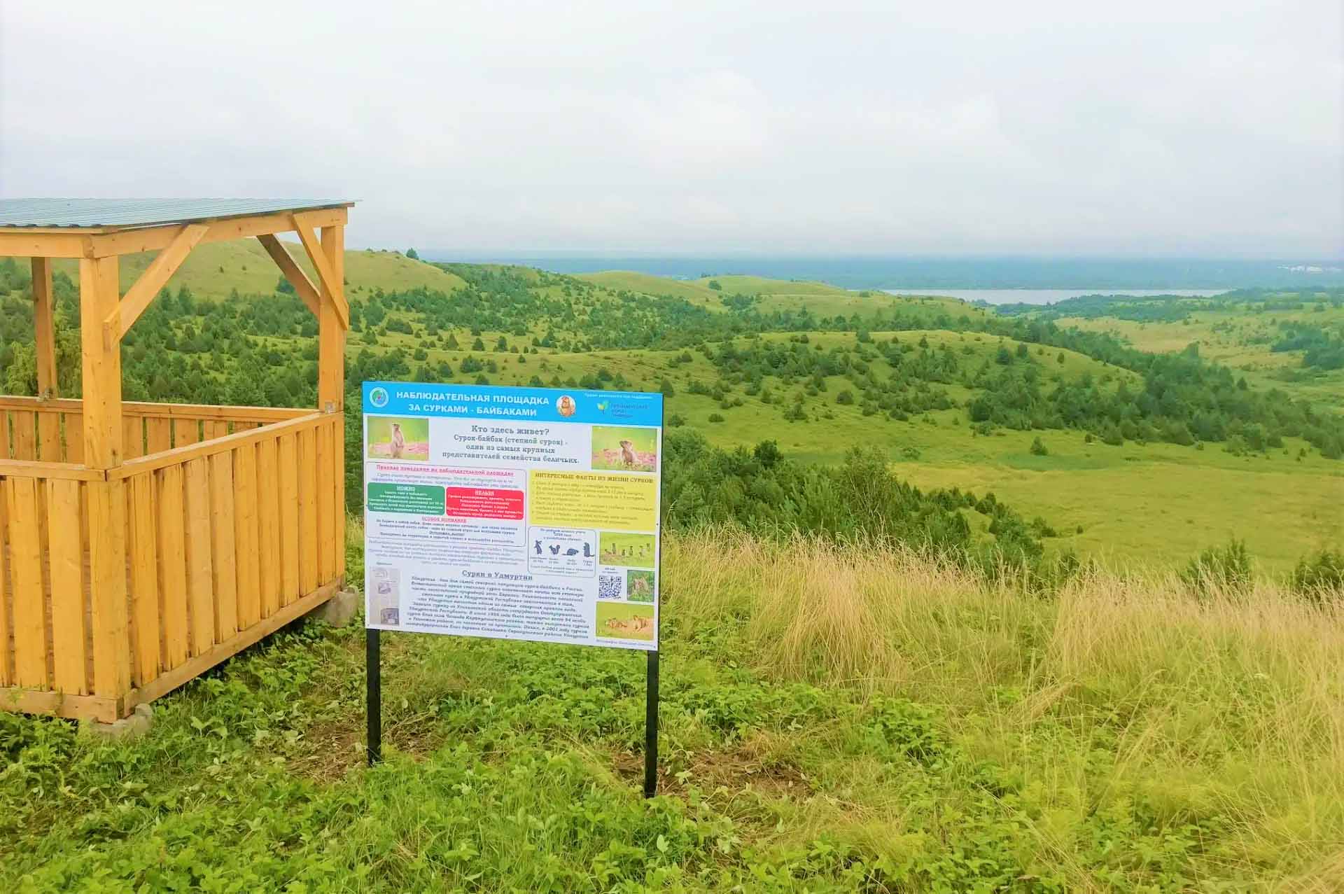 В&nbsp;Удмуртии установили площадки для&nbsp;наблюдения за&nbsp;сурками-байбаками