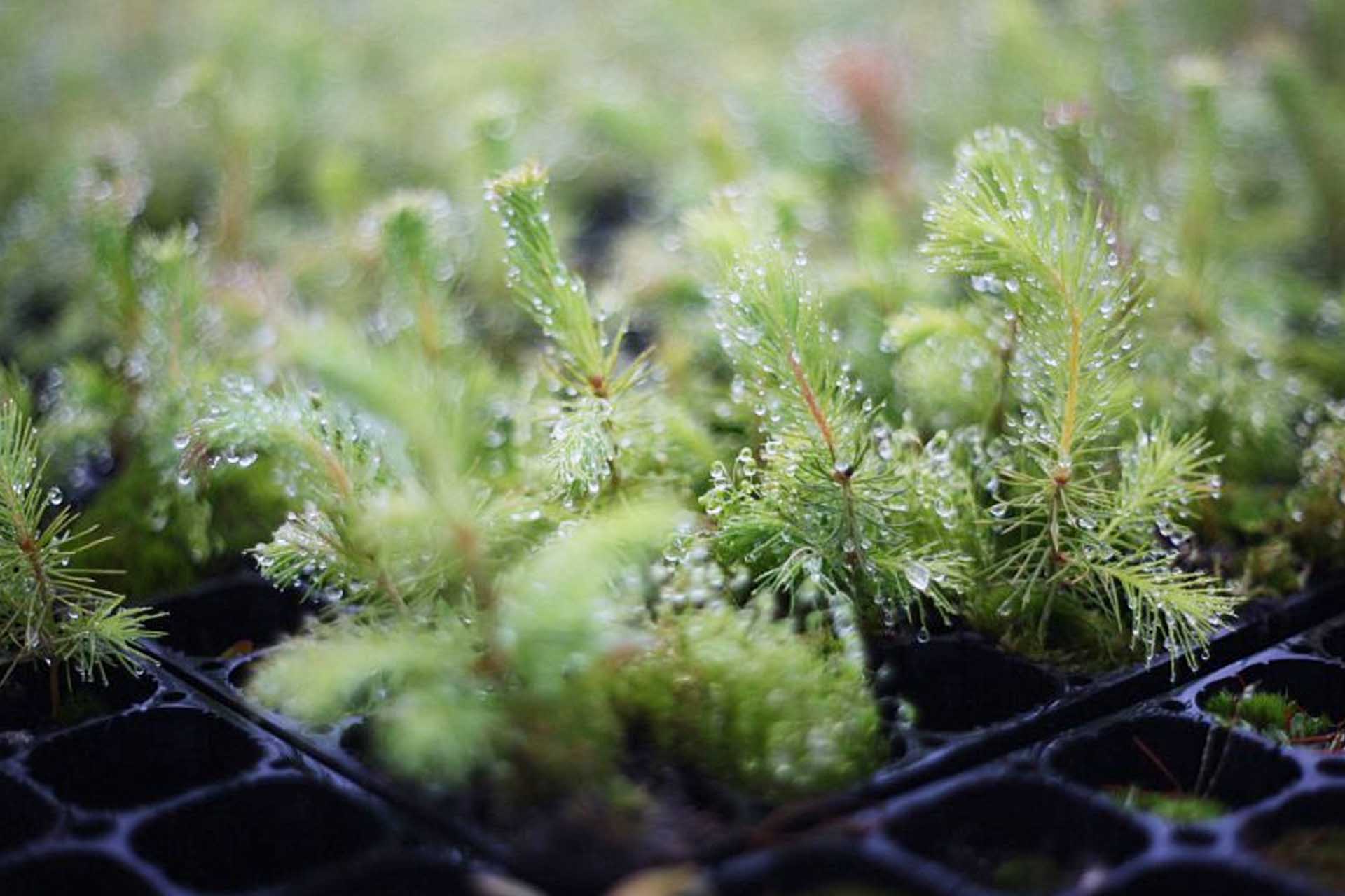 В&nbsp;Вельском питомнике Поморья вырастили около 600&nbsp;тысяч сеянцев деревьев