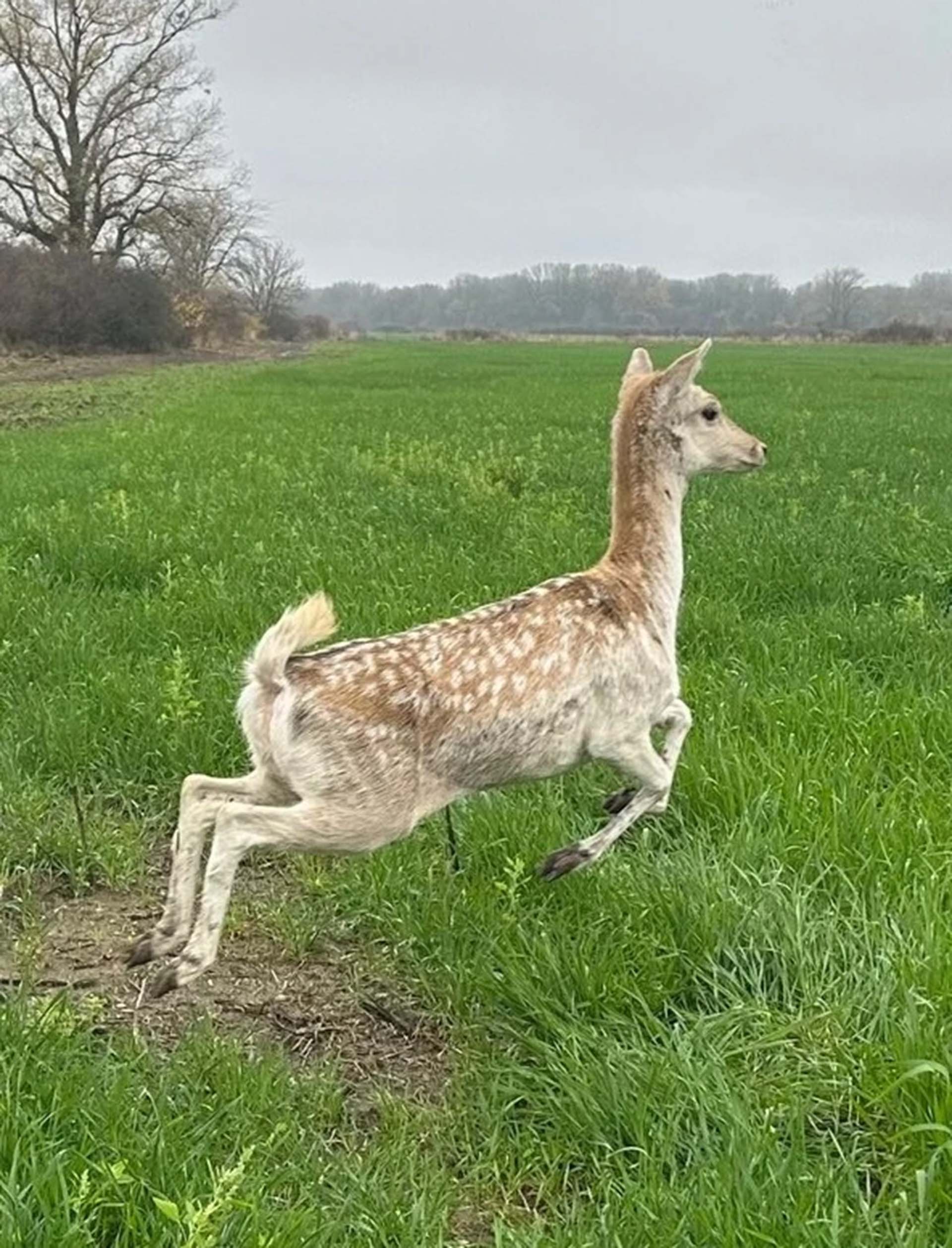 На&nbsp;Кубани выпустили на&nbsp;волю еще&nbsp;13&nbsp;ланей