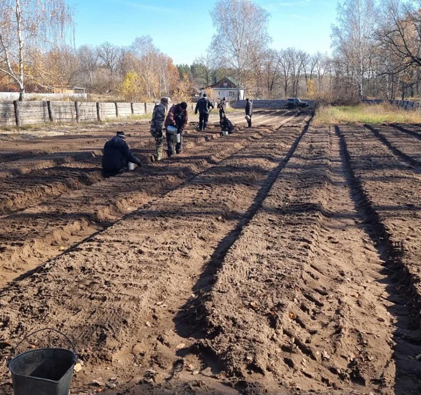 В&nbsp;Тамбовской области засеяли 450&nbsp;килограммов желудей