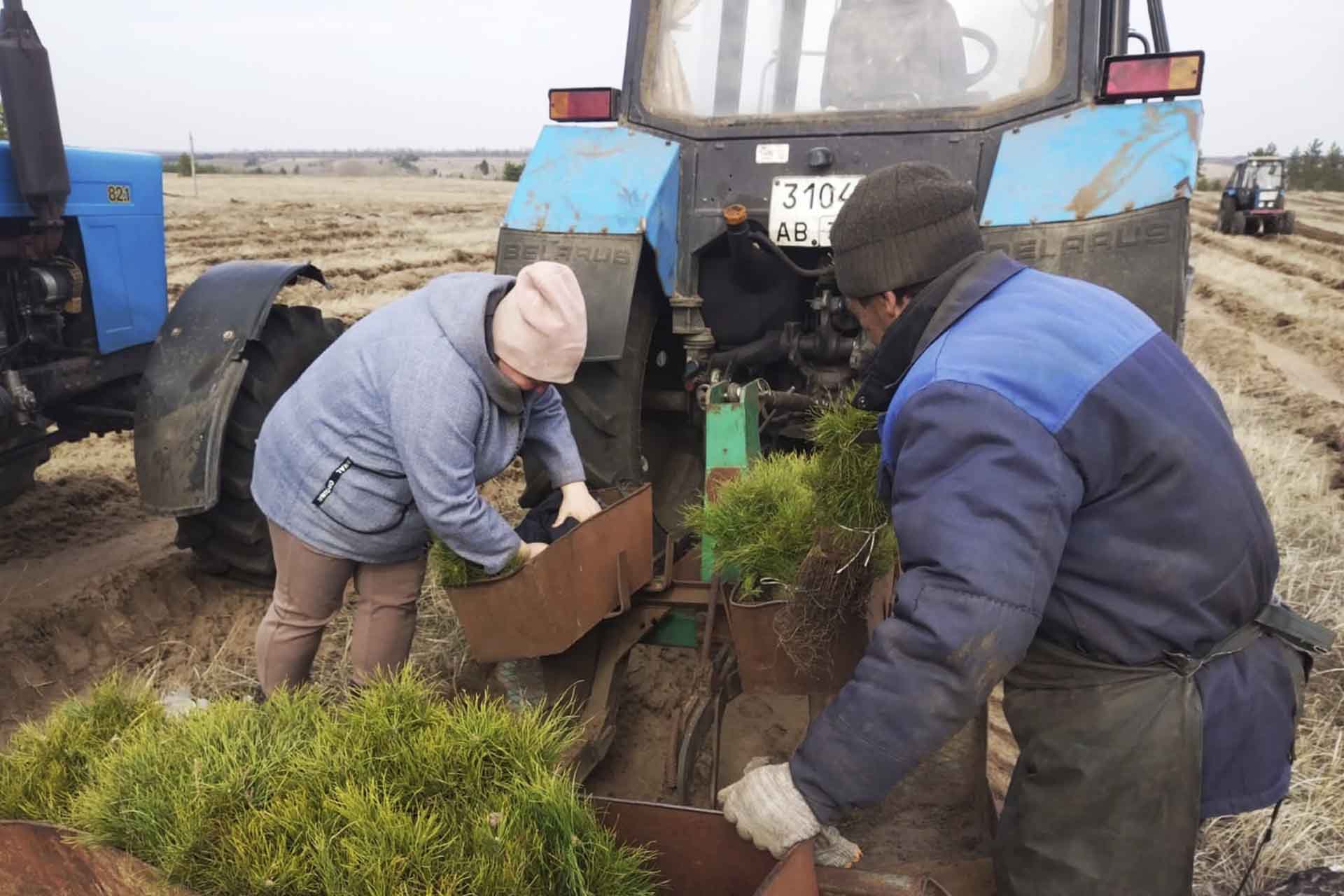 В&nbsp;Воронежской области восстановили 800&nbsp;гектаров леса