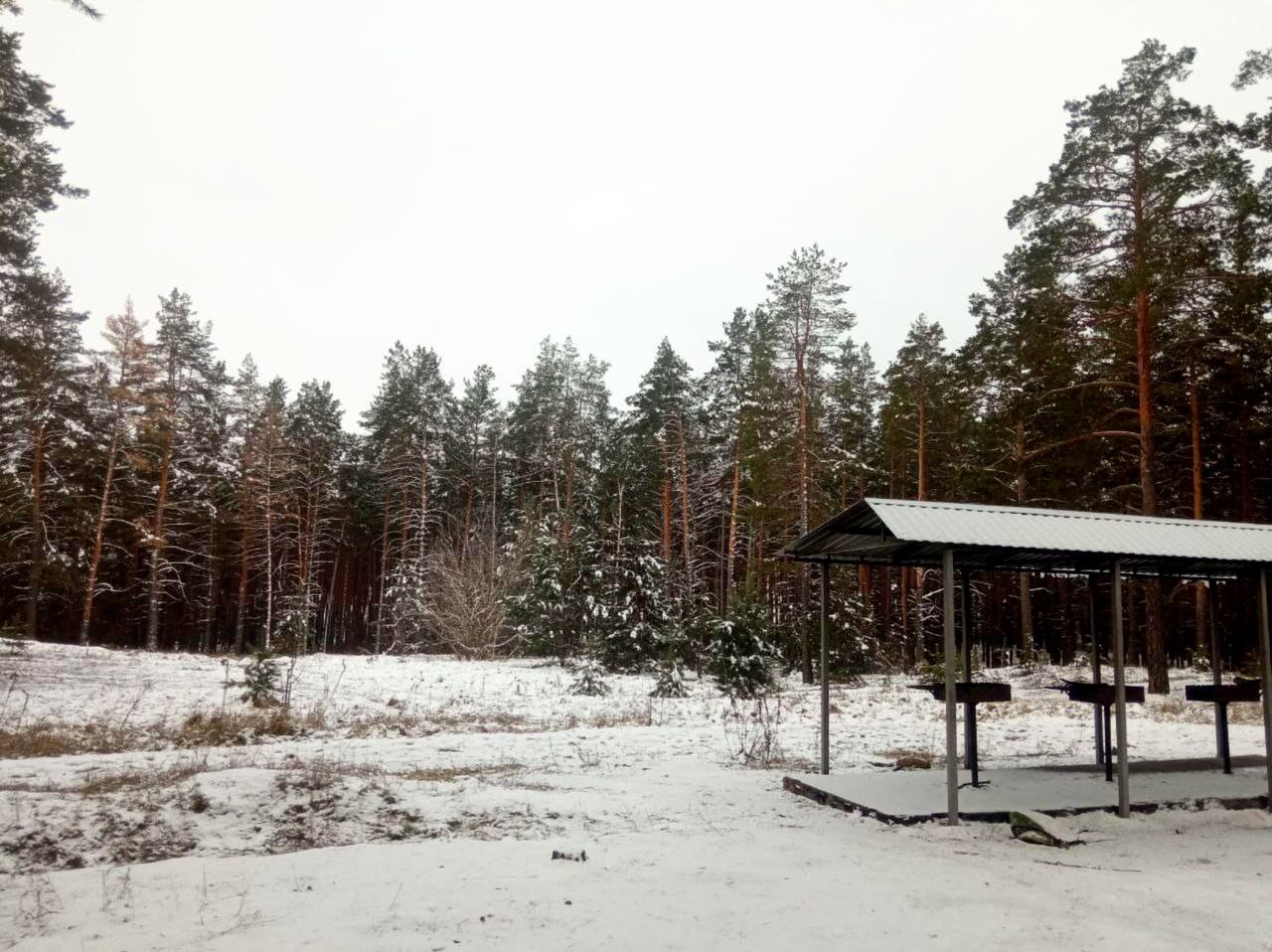 В&nbsp;Саратовской области ввели режим усиленной охраны хвойных насаждений