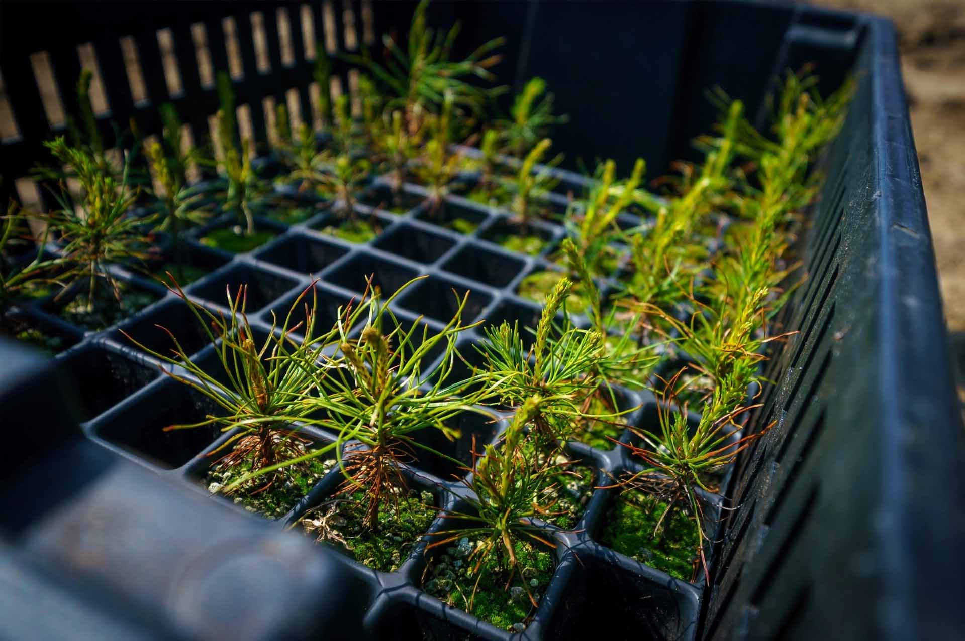 В&nbsp;Югре восстановили более 26&nbsp;тысяч гектаров леса