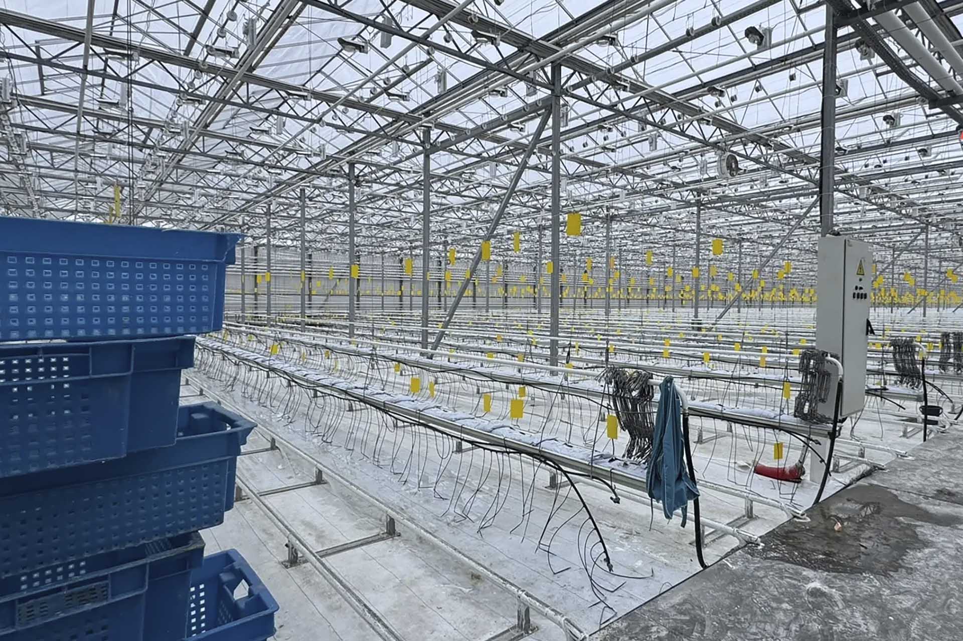 Тепличный комбинат Зеленодольского района Татарстана оптимизирует работу