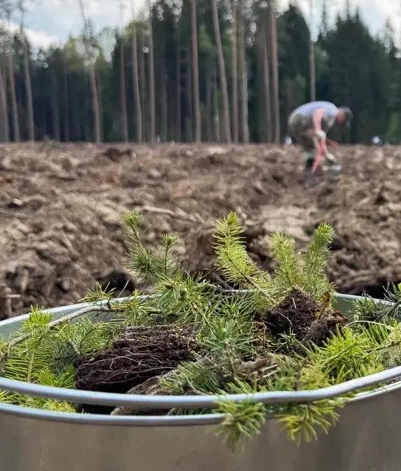 В&nbsp;подмосковной деревне Астафьево высадили более 2,8&nbsp;тысячи сеянцев ели
