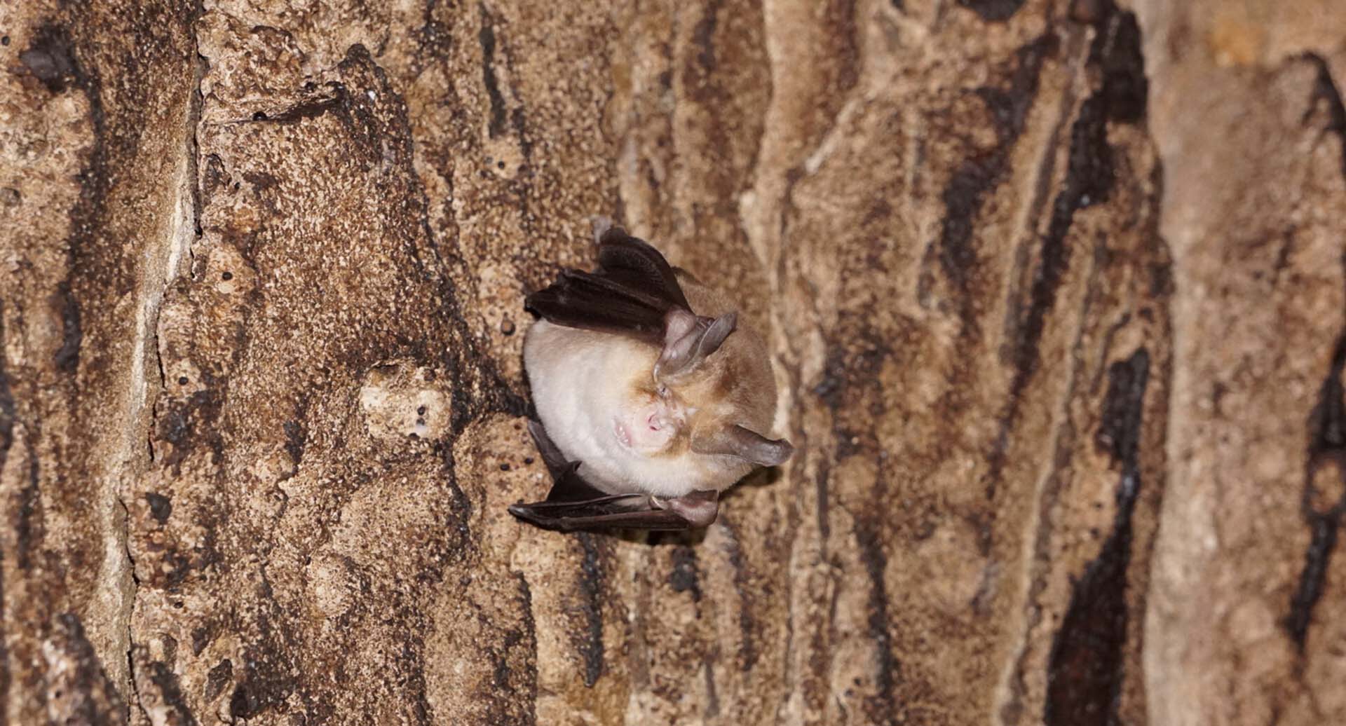 Пензенские ученые помогут сохранить редкий вид летучих мышей в&nbsp;России