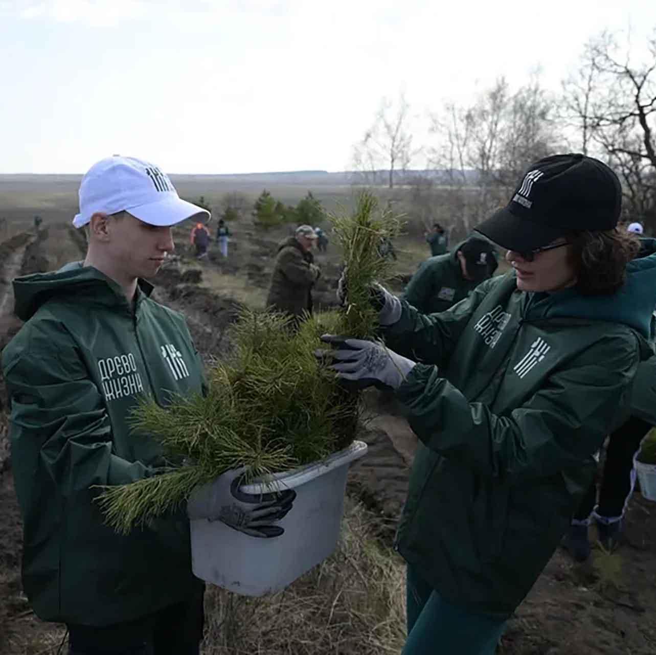 В&nbsp;Аткарском районе Саратовской области высадили 2&nbsp;тысячи сеянцев сосны