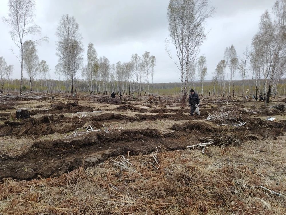 В&nbsp;лесах Красноярского края высадили 4,5&nbsp;миллиона молодых деревьев