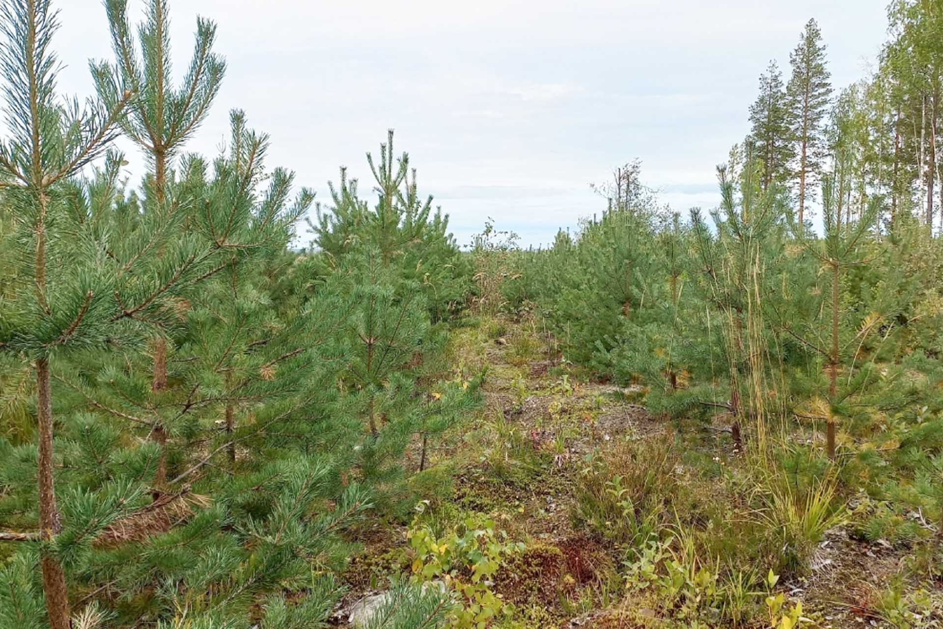 В&nbsp;Карелии приживаемость высаженных сеянцев сосны и&nbsp;ели превысила 82%