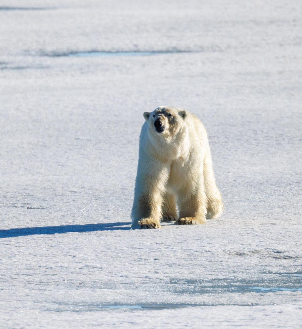 В&nbsp;заповеднике &laquo;Остров Врангеля&raquo; завершили наземный учет белых медведей