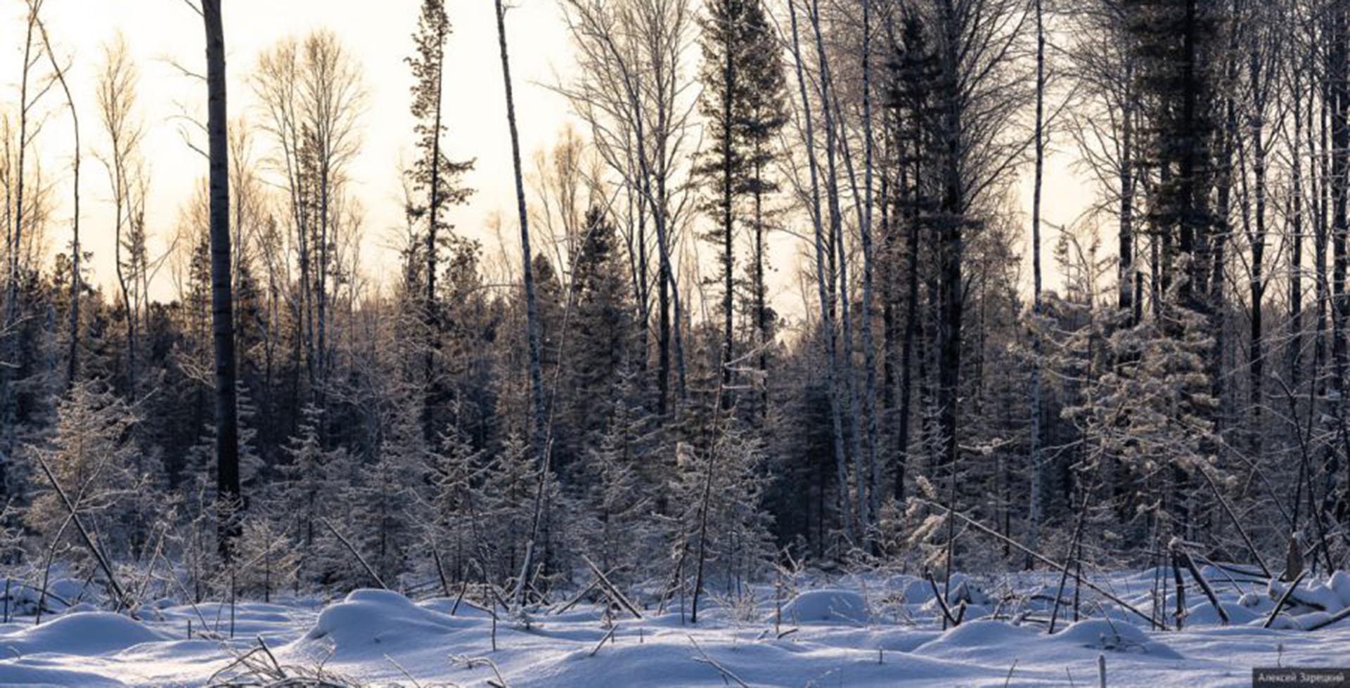 В&nbsp;Свердловской области перед Новым годом усилили охрану лесов