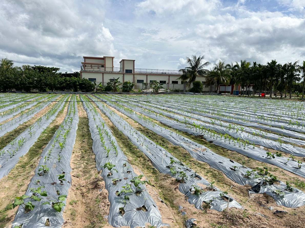 В&nbsp;Китае заложили зимний питомник кукурузы кубанской селекции