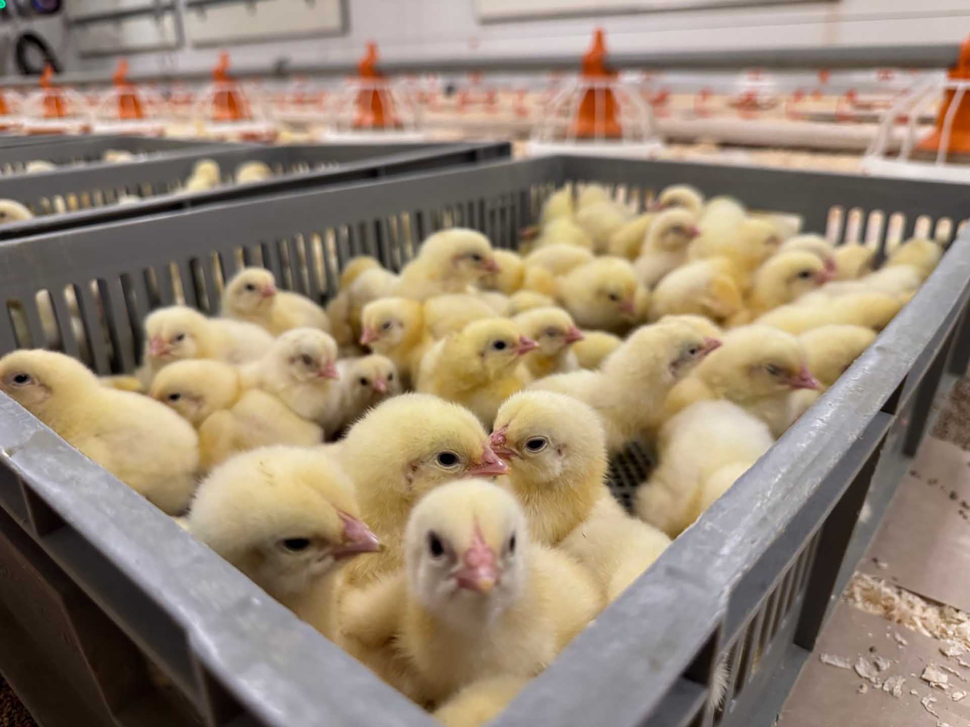 В&nbsp;Вачском районе Нижегородской области открыли 18&nbsp;птичников