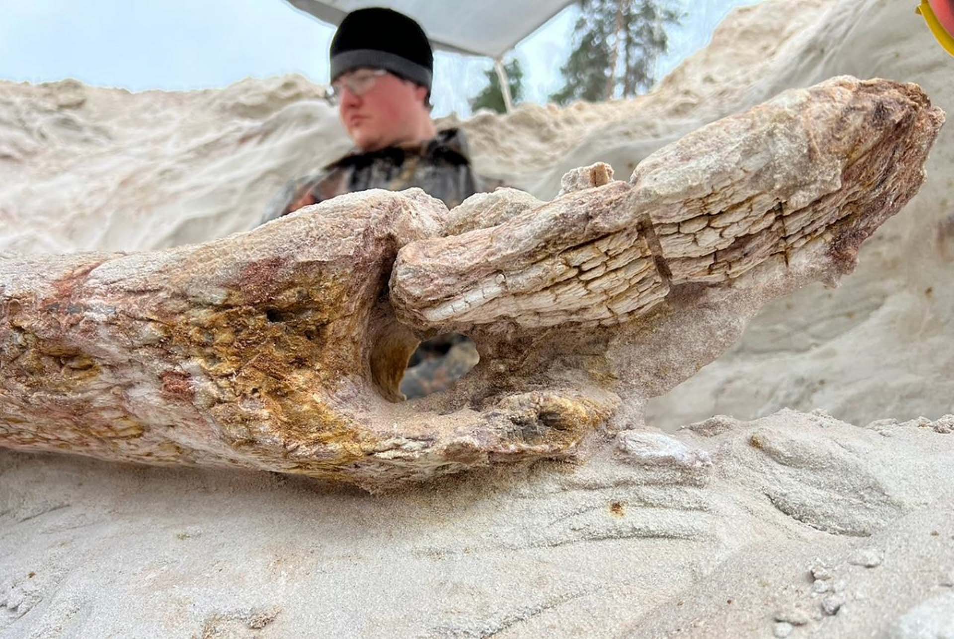 Петербургские ученые обнаружили ствол дерева возрастом 385&nbsp;миллионов лет