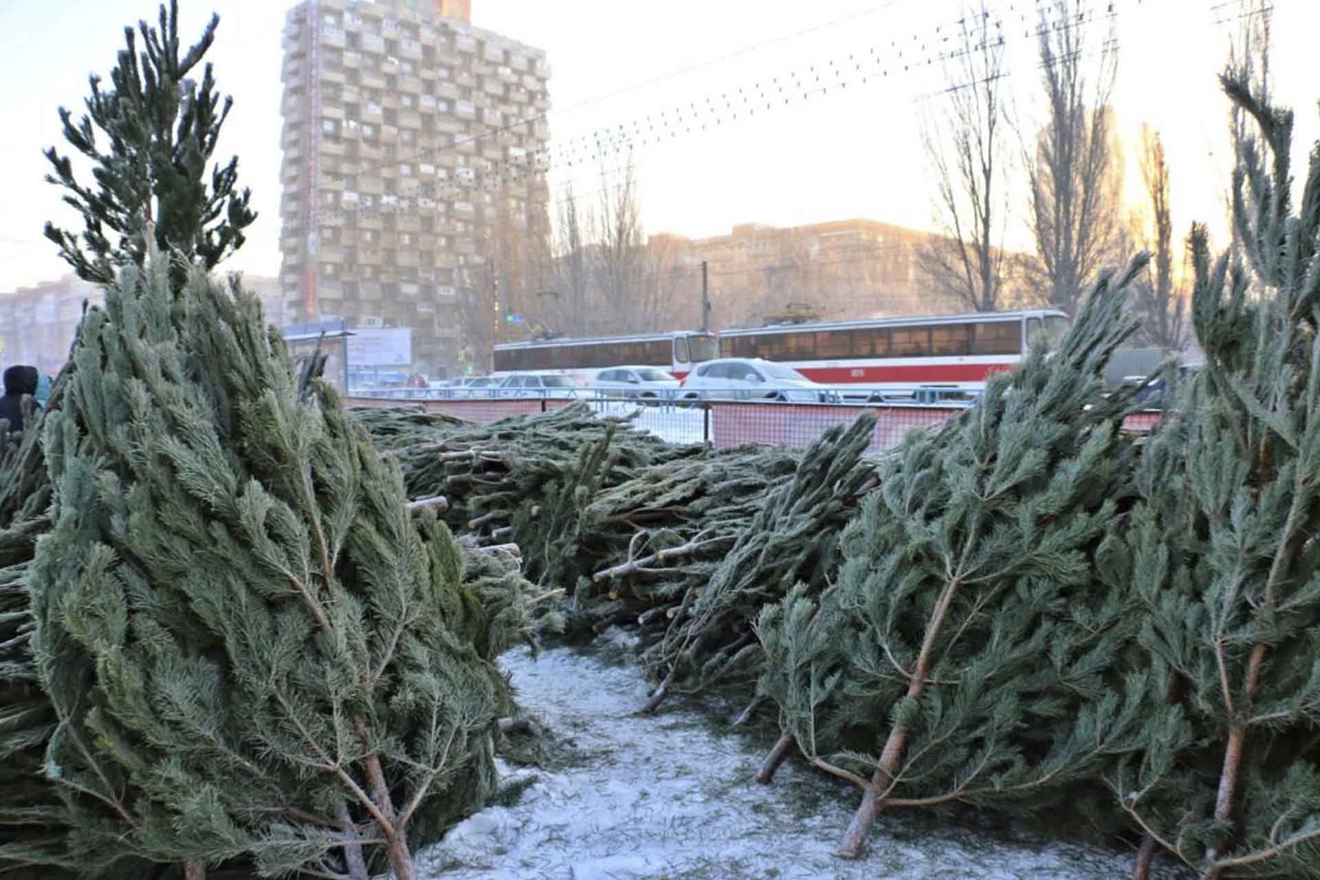 Накануне Нового года в&nbsp;Самаре открылись 140&nbsp;елочных базаров