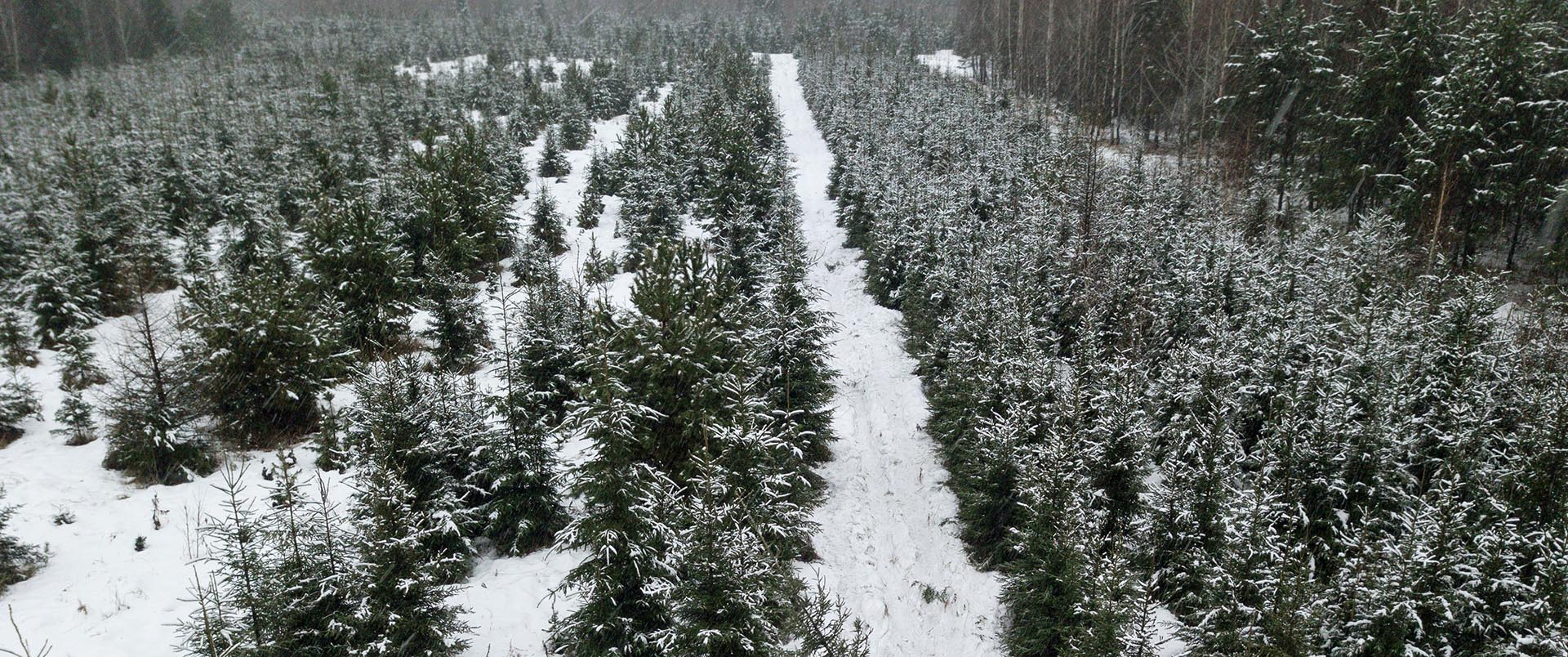 В&nbsp;Чеченской Республике перед Новым годом усилили охрану хвойных деревьев