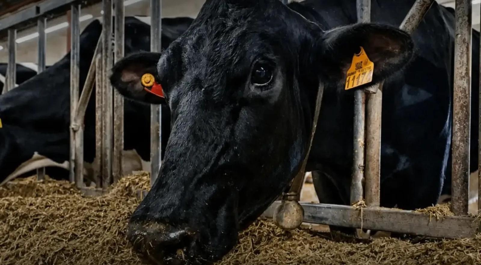 Корова из&nbsp;Татарстана стала самой продуктивной голштинской коровой России