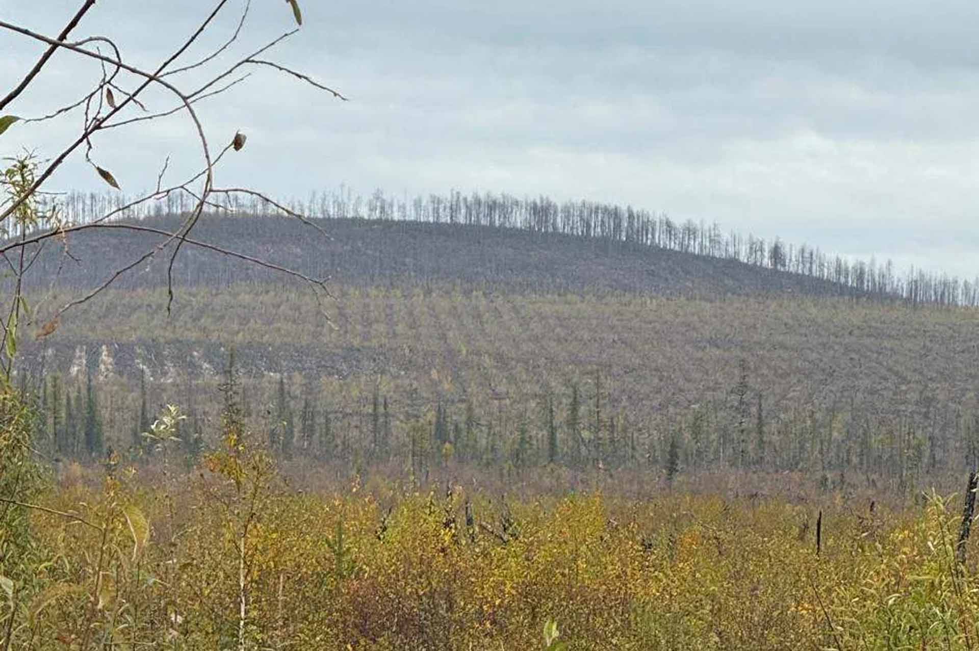 В&nbsp;Якутии работы по&nbsp;лесовосстановлению прошли на&nbsp;площади почти 9,2&nbsp;тыс. га