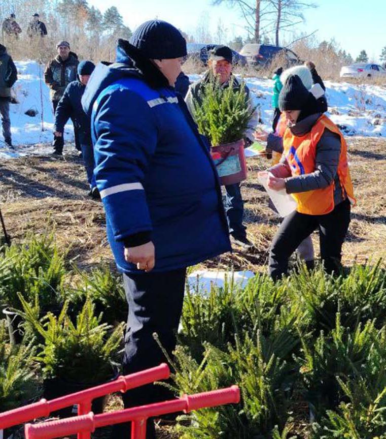 В лесничестве Новосибирской области высадили 5 тысяч деревьев