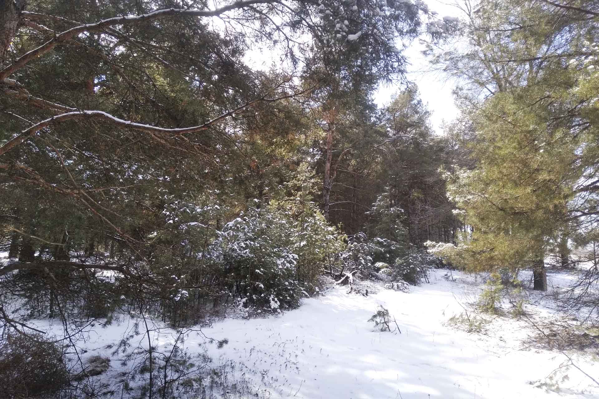 В&nbsp;лесах Волгоградской области усилена охрана хвойных деревьев