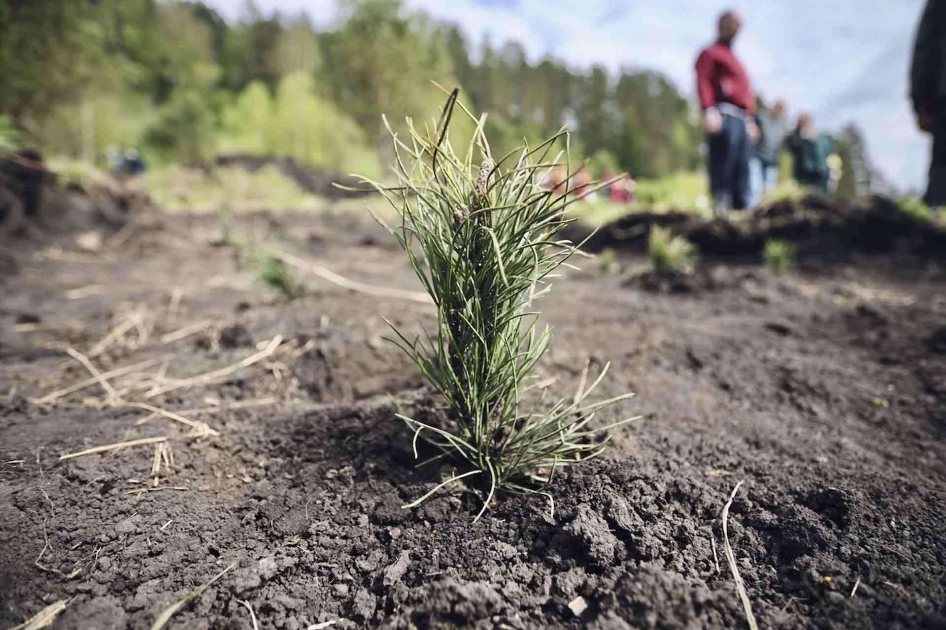 В&nbsp;поселке Куташ Республики Алтай высадили 900&nbsp;сеянцев кедра