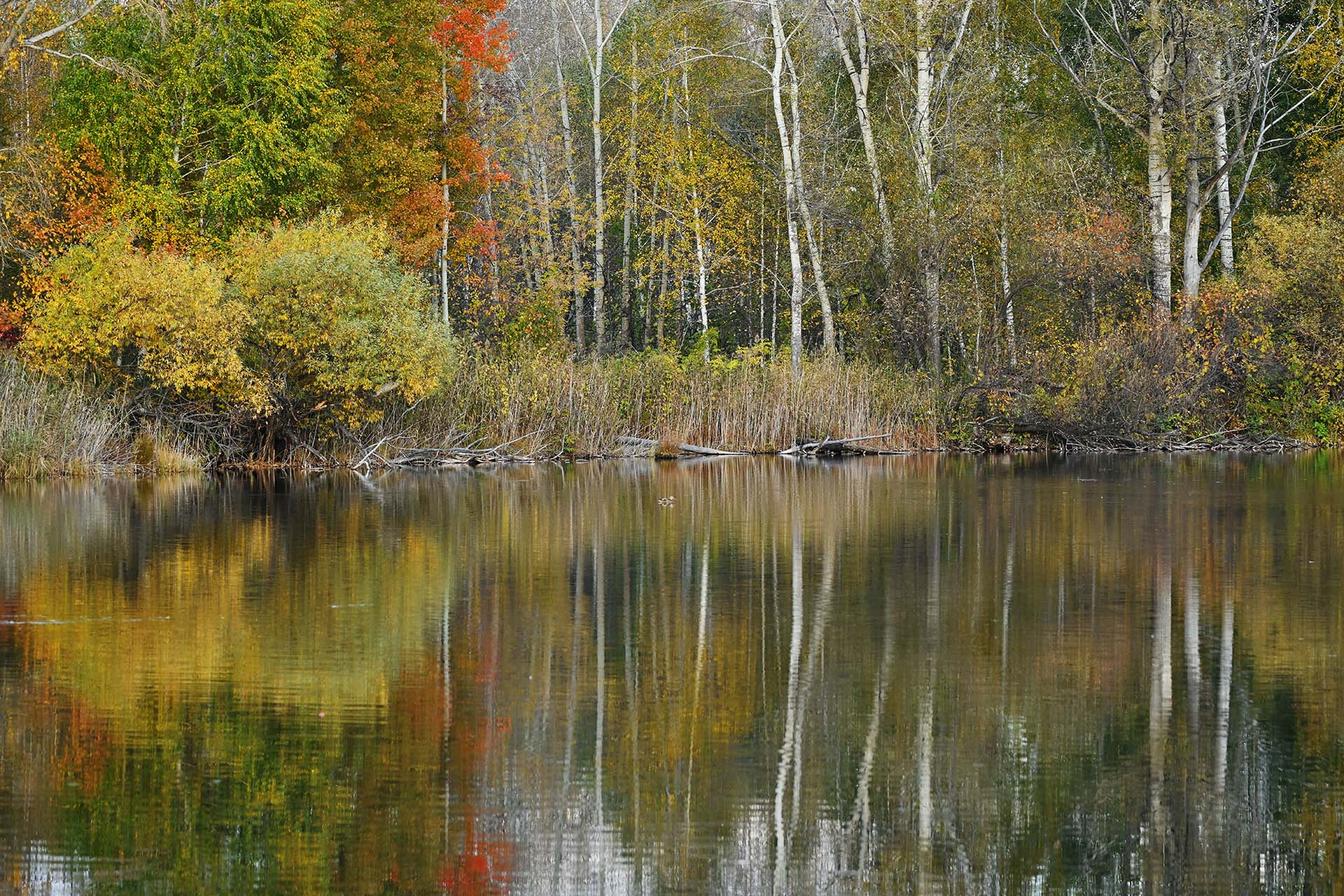 В&nbsp;Белгородской области завершили очистку участка реки Оскол