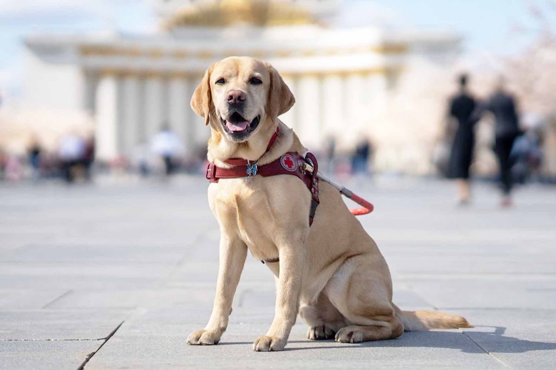 В&nbsp;Москве посетителям ВДНХ расскажут о&nbsp;подготовке собак-поводырей