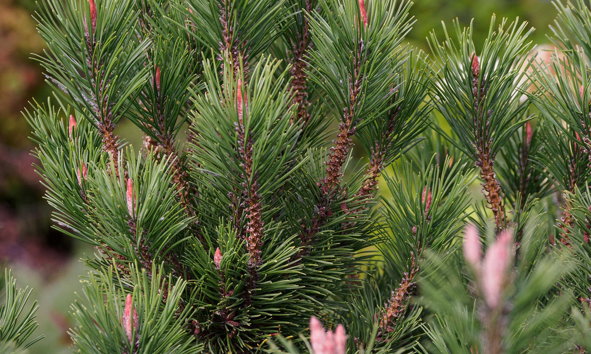 В&nbsp;Тюменской области стартовал посев семян сосны для&nbsp;лесовосстановления