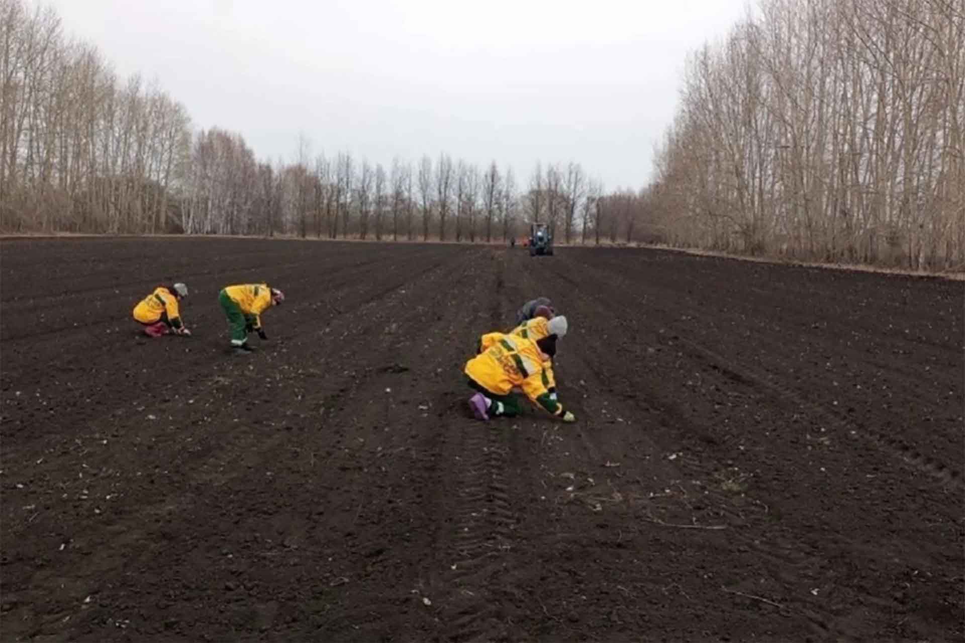 В&nbsp;Тюменской области стартовал посев семян в&nbsp;лесных питомниках