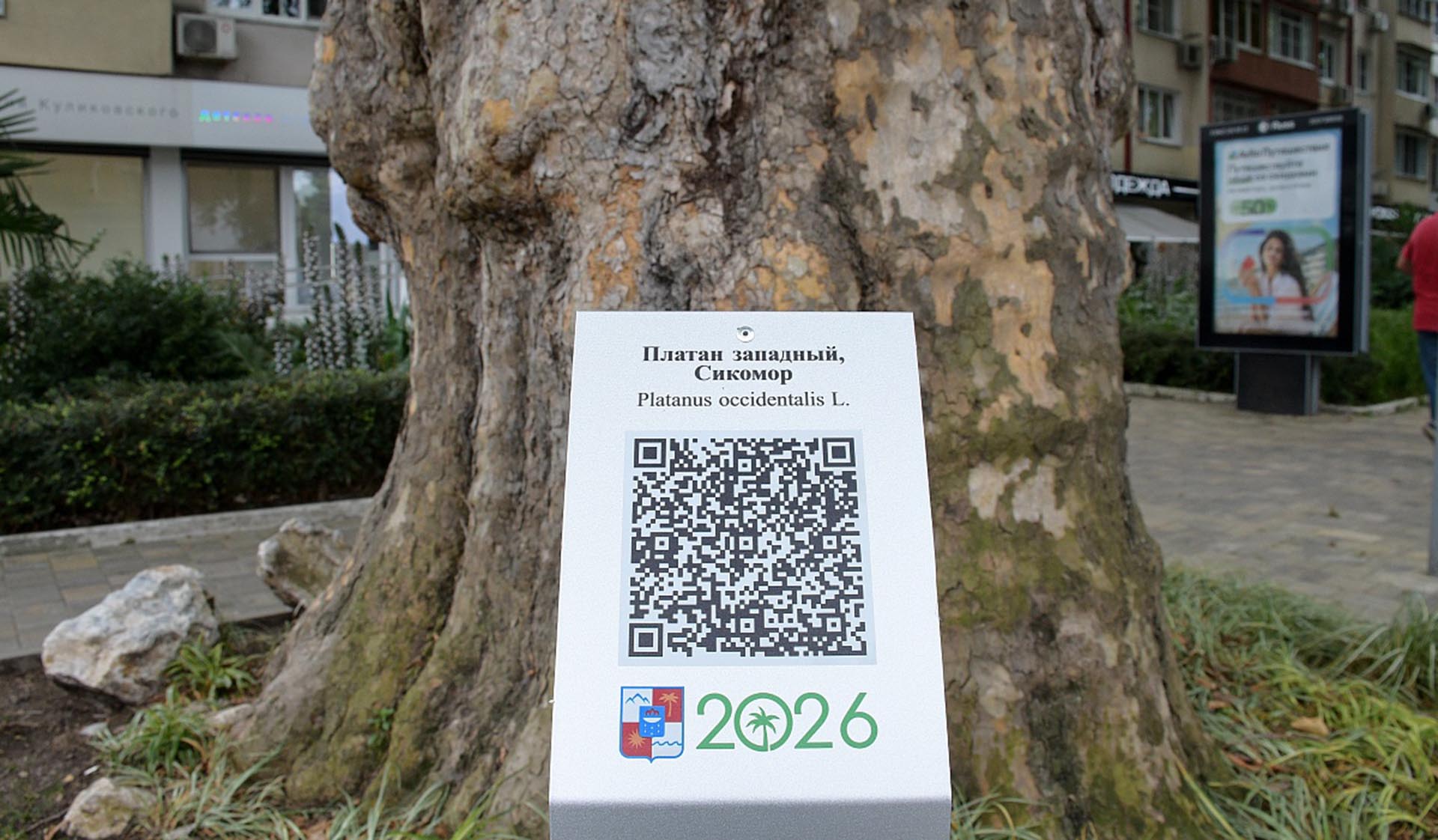 Три дерева-патриарха из&nbsp;Сочи получили индивидуальные QR-коды