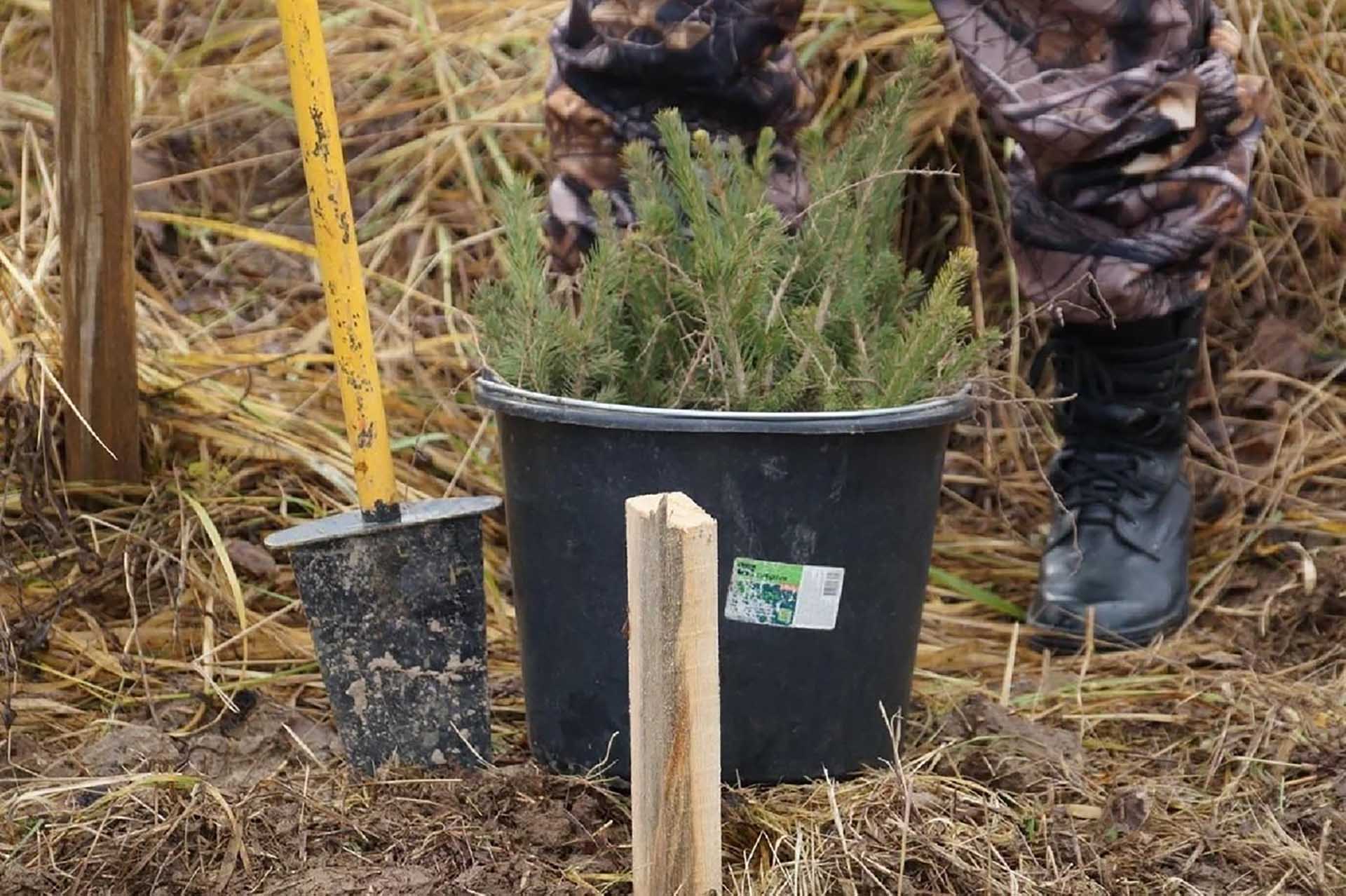В&nbsp;парке &laquo;Лосиный остров&raquo; в&nbsp;Мытищах высадили саженцы дуба и&nbsp;ели