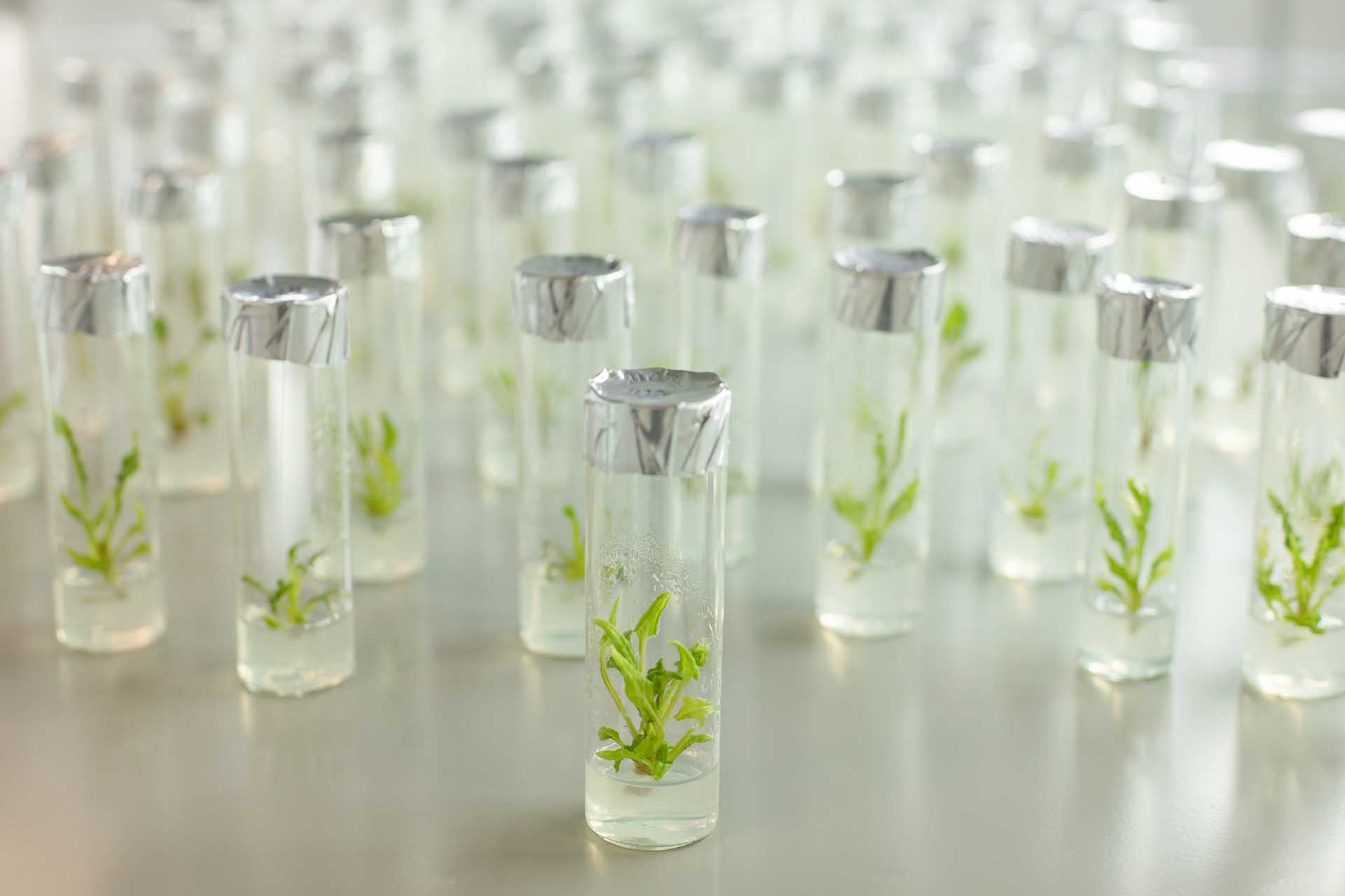 От&nbsp;пробирки до&nbsp;переработки: как&nbsp;в&nbsp;России развивают свеклосахарную отрасль