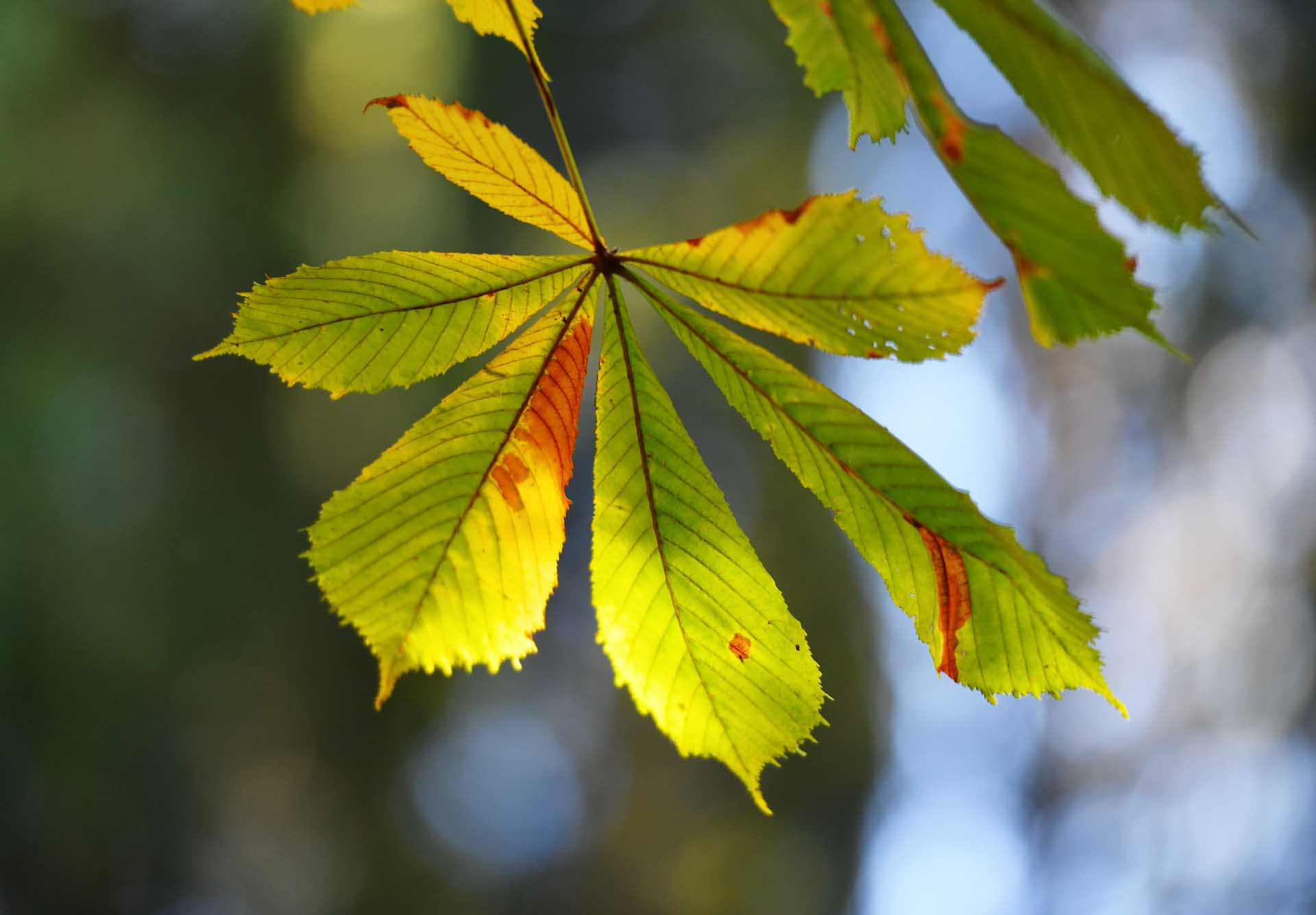 В&nbsp;селе Владимировка Самарской области высадили аллею из&nbsp;40&nbsp;деревьев