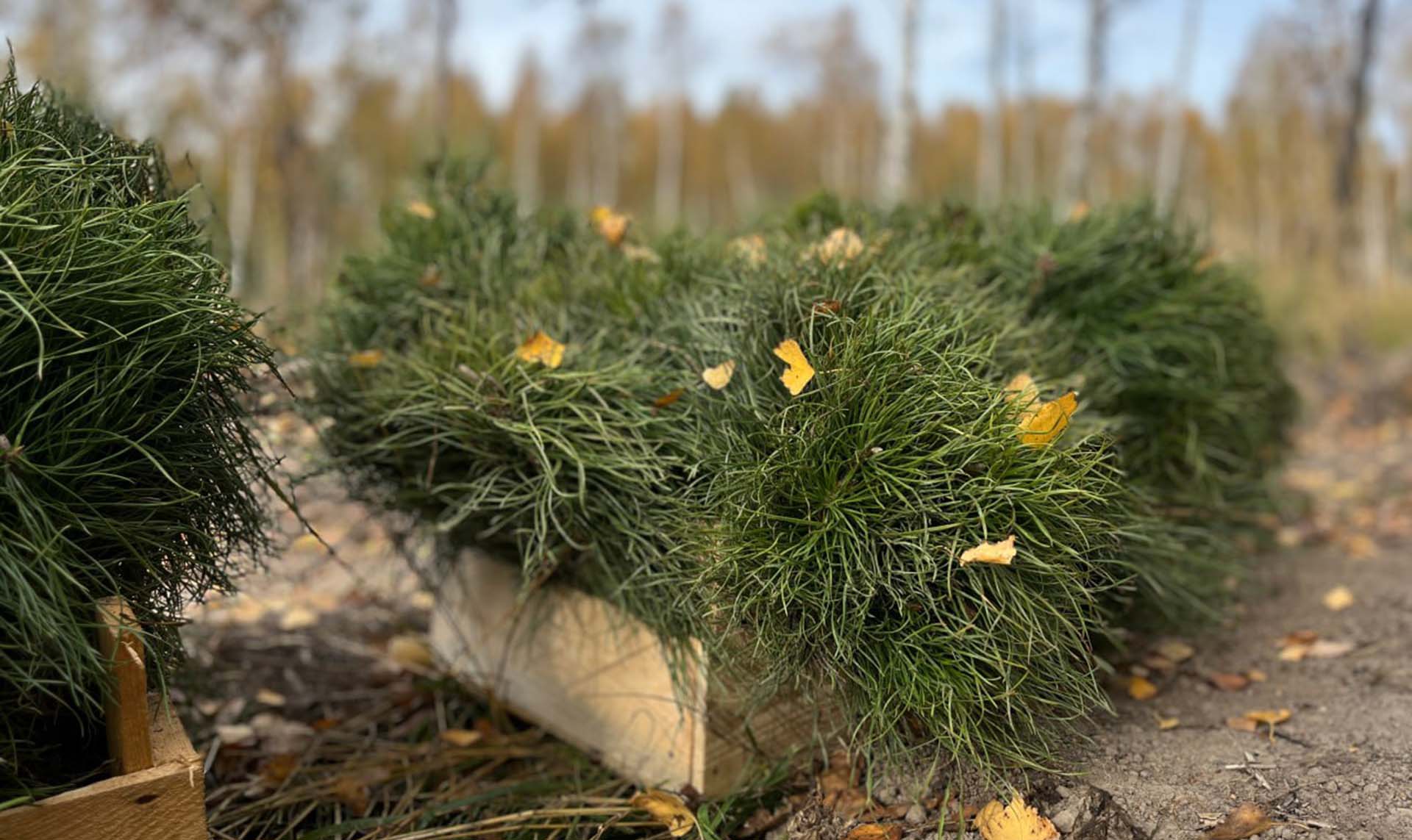 Почти 6&nbsp;тыс. га&nbsp;новых лесов высадили в&nbsp;этом году в&nbsp;Нижегородской области