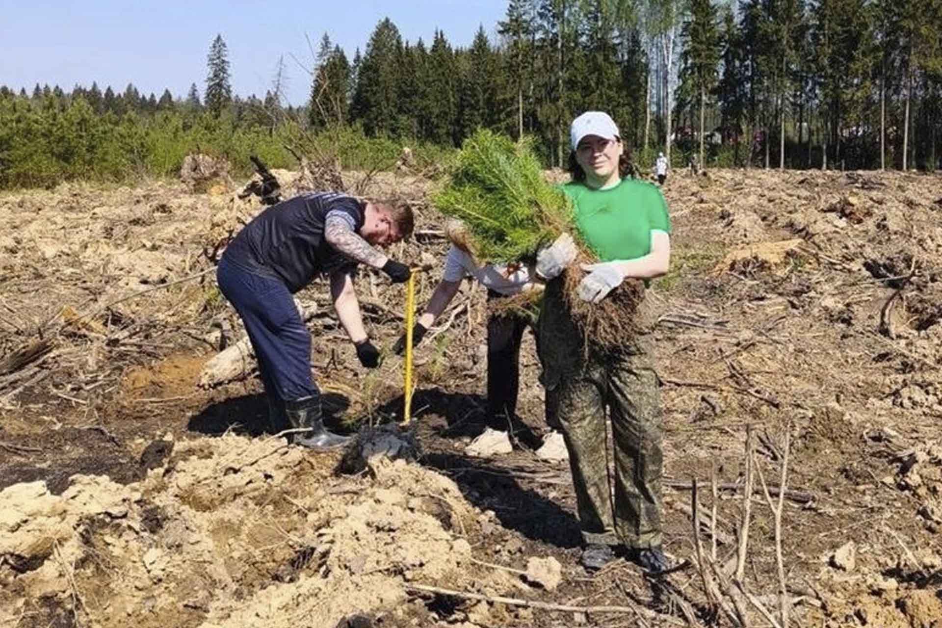 В&nbsp;Рузском лесничестве в&nbsp;Подмосковье высадили молодые сосны