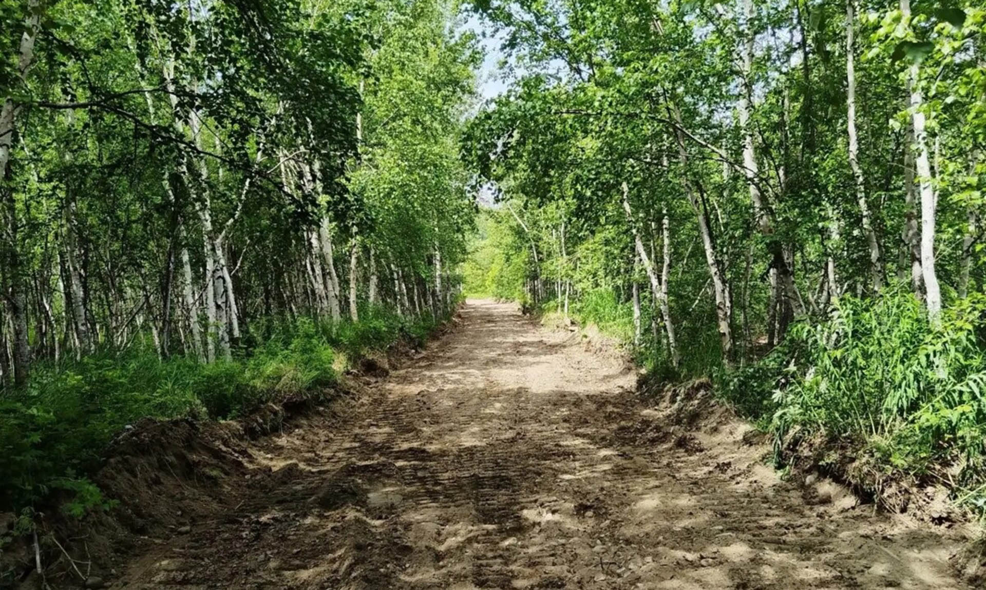 На&nbsp;Камчатке в&nbsp;2026&nbsp;году обустроят 55&nbsp;км противопожарных лесных дорог
