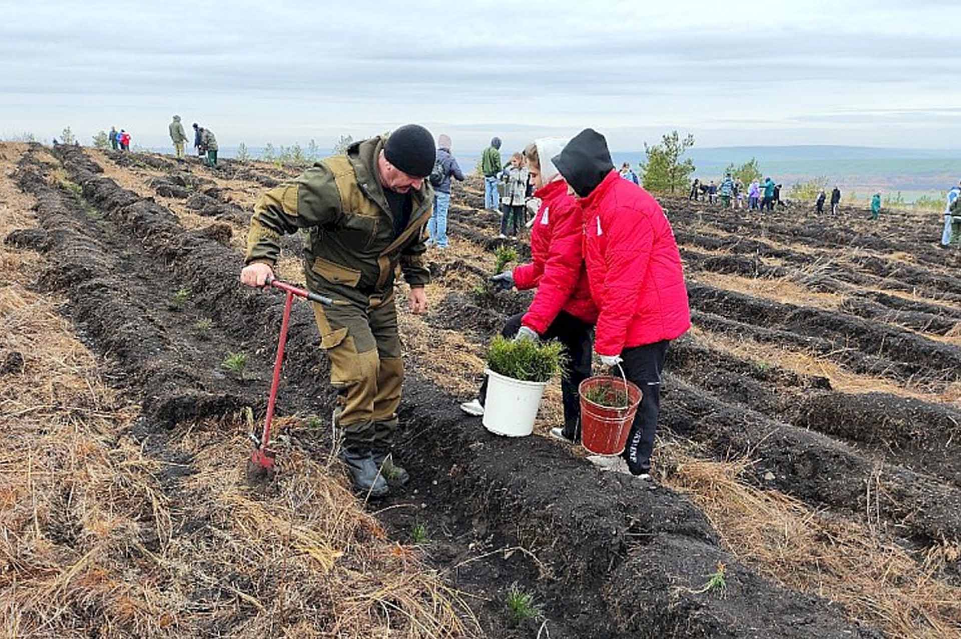 В&nbsp;Базарно-Карабулакском районе Саратовской области высадили 2&nbsp;тысячи сосен