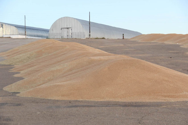 Новые сорта зерновых помогли Забайкалью достичь рекордного урожая за&nbsp;30&nbsp;лет