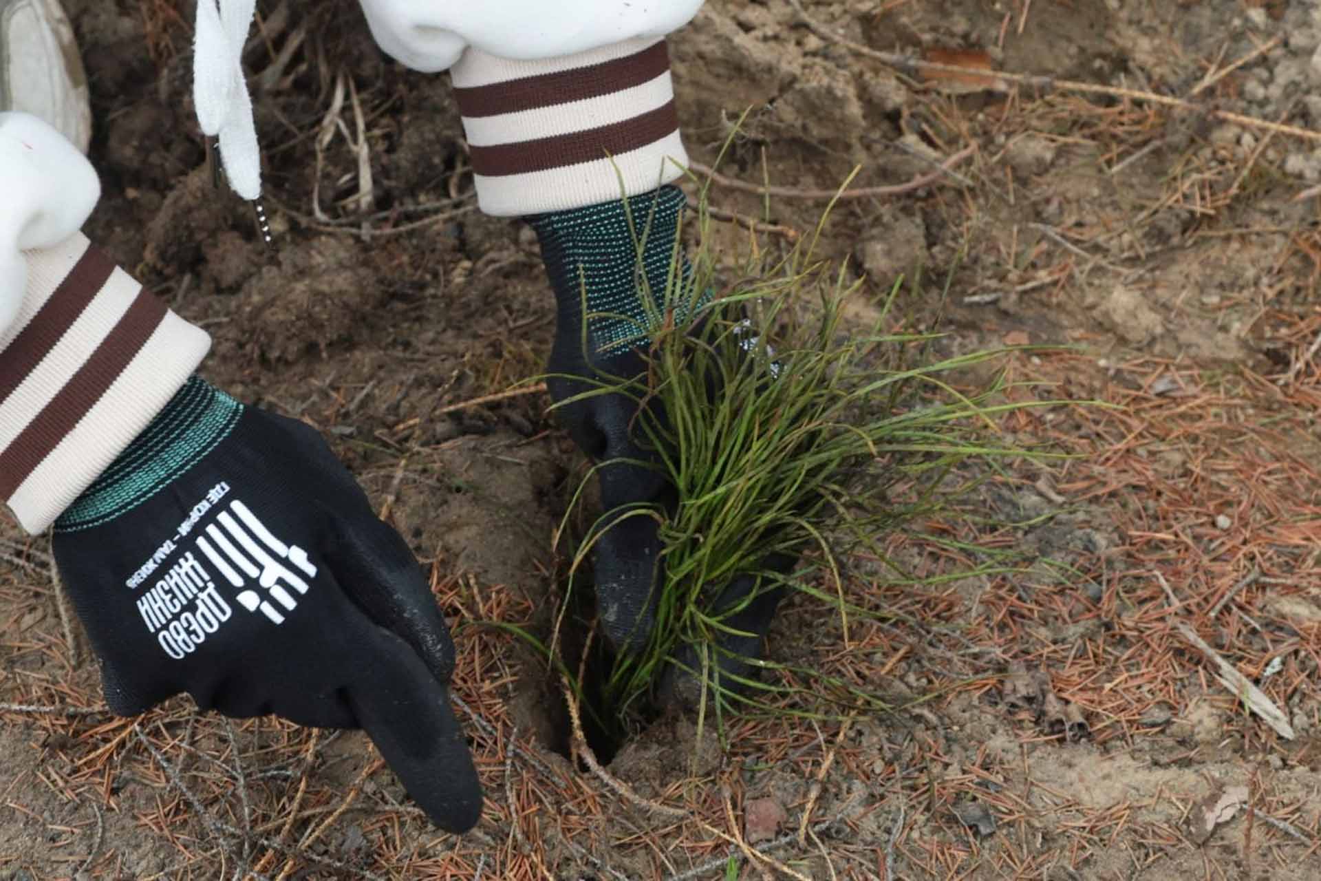 В&nbsp;Железнодорожном районе Екатеринбурга высадили 2&nbsp;тысячи сеянцев сосны