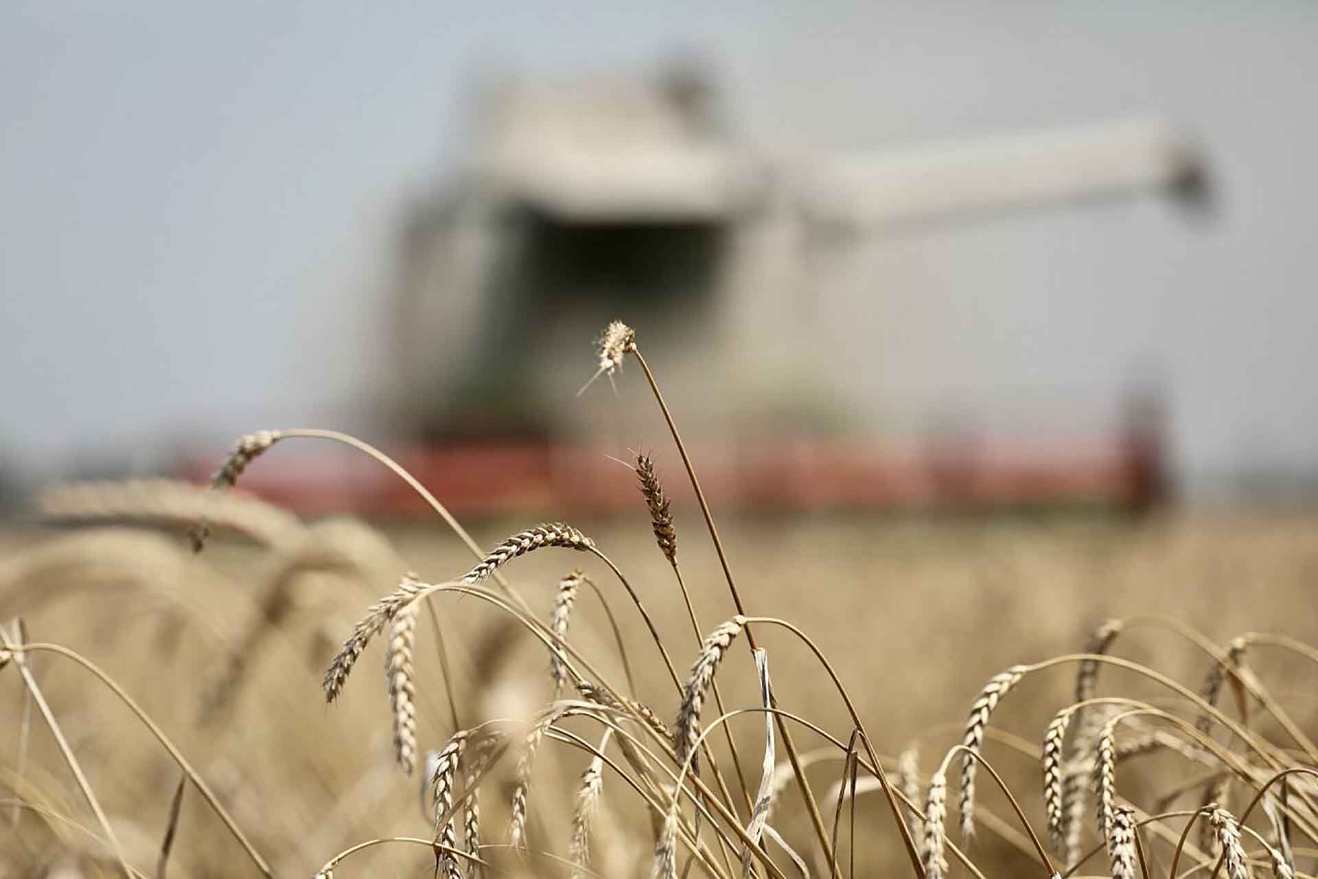В&nbsp;Краснодаре представят достижения селекционеров национального центра зерна