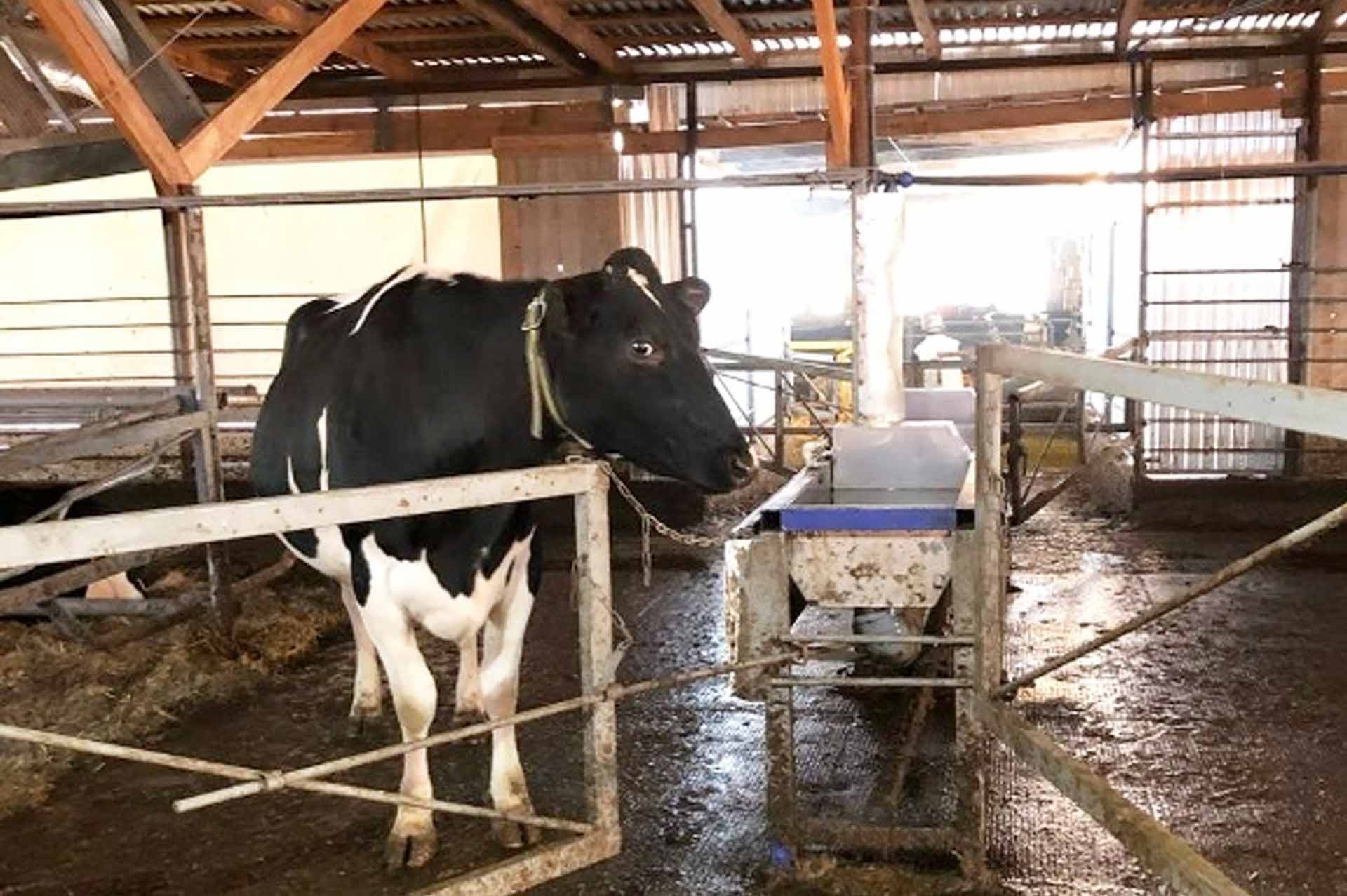 В&nbsp;удмуртской деревне Малые Калмаши открыли современный сельхозкорпус