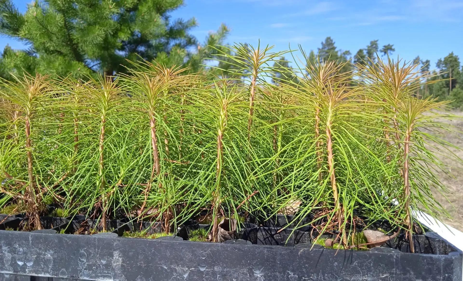 У&nbsp;поселка Усть-Балей Иркутской области высадят около 19&nbsp;тысяч сеянцев сосны