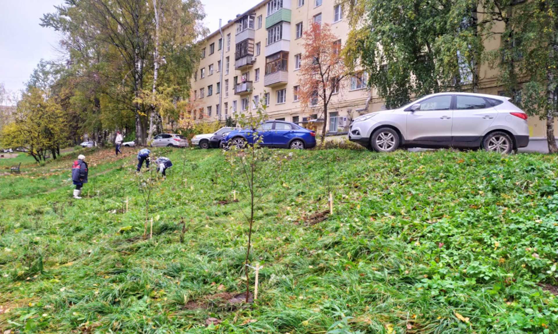 В&nbsp;Костроме этой осенью посадят более 850&nbsp;деревьев и&nbsp;кустарников