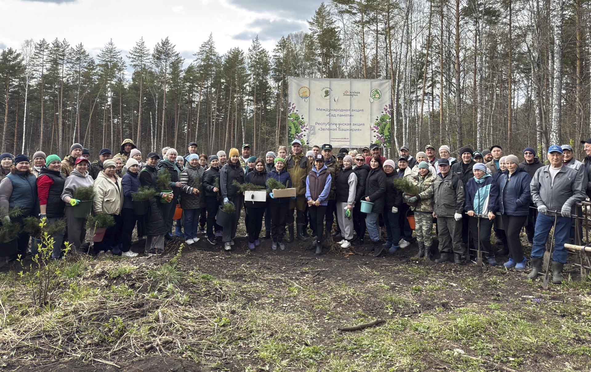 В&nbsp;Караидельском районе Башкирии высадили 9&nbsp;тысяч молодых сосен