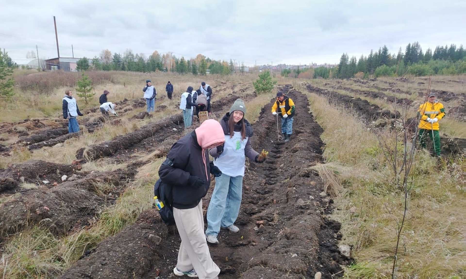В&nbsp;Красноярском крае осенью планируют высадить более 100&nbsp;тысяч растений