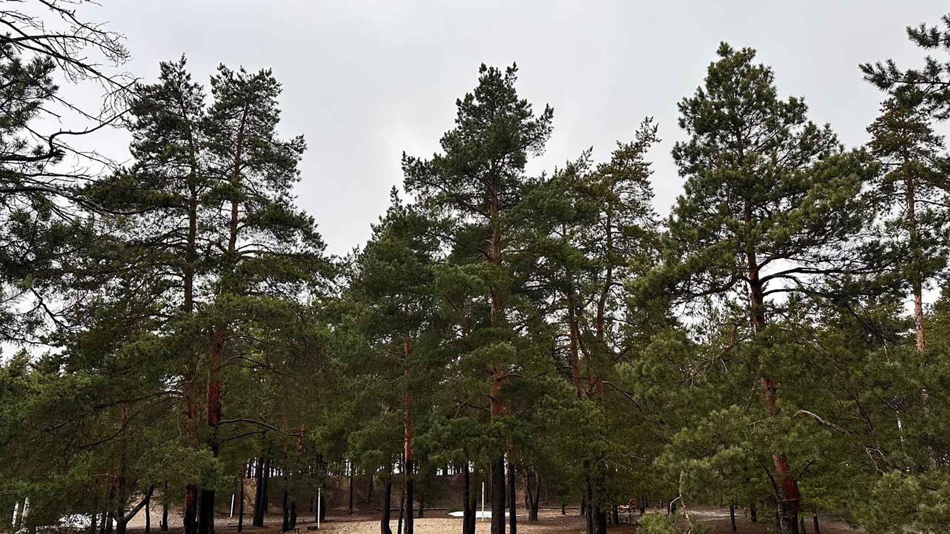 В&nbsp;лесах Подмосковья провели масштабную экологическую акцию