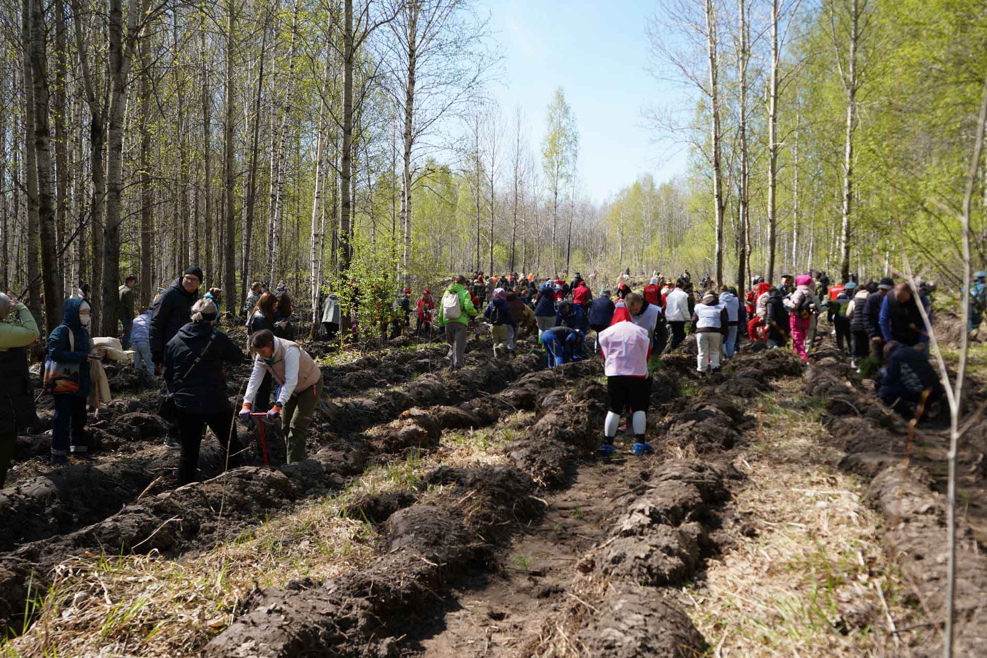 В&nbsp;Новосибирской области высадили более 58&nbsp;тыс. деревьев