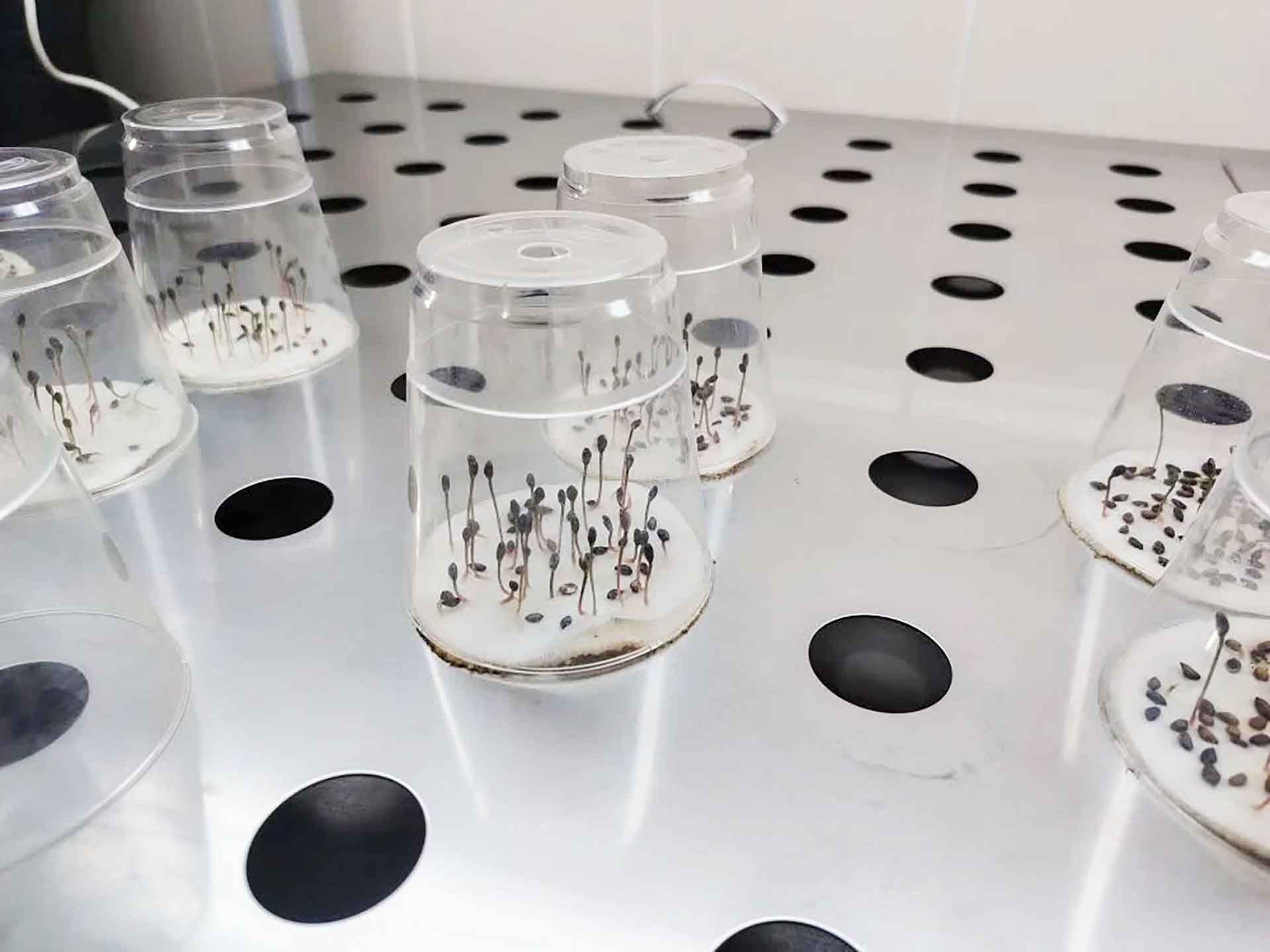 В&nbsp;Новосибирской области заготовили 969&nbsp;кг семян лесных растений