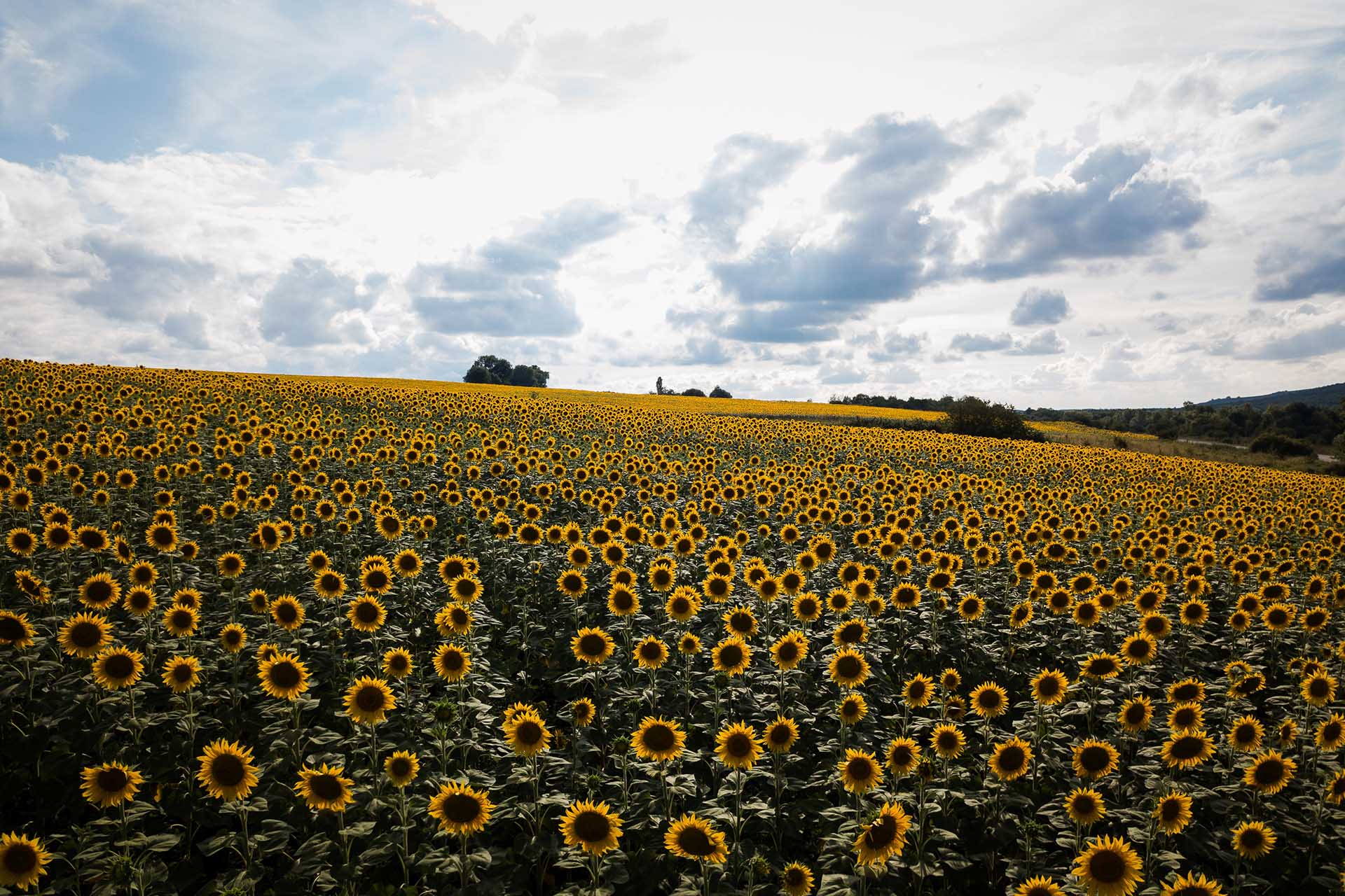Краснодарское сельскохозяйственное предприятие оптимизирует производство